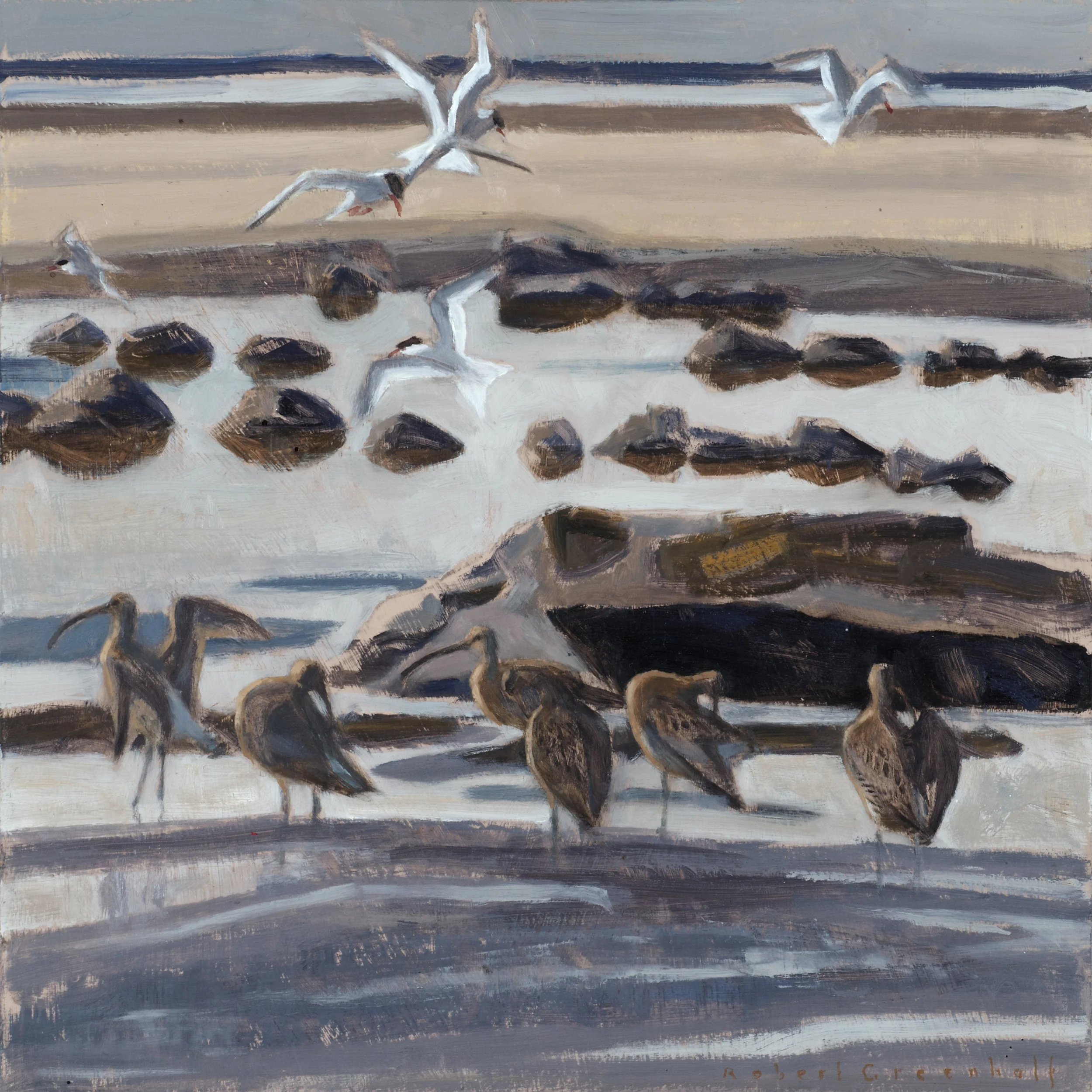 Curlews and Fishing Terns oil 36cmx36cm sold