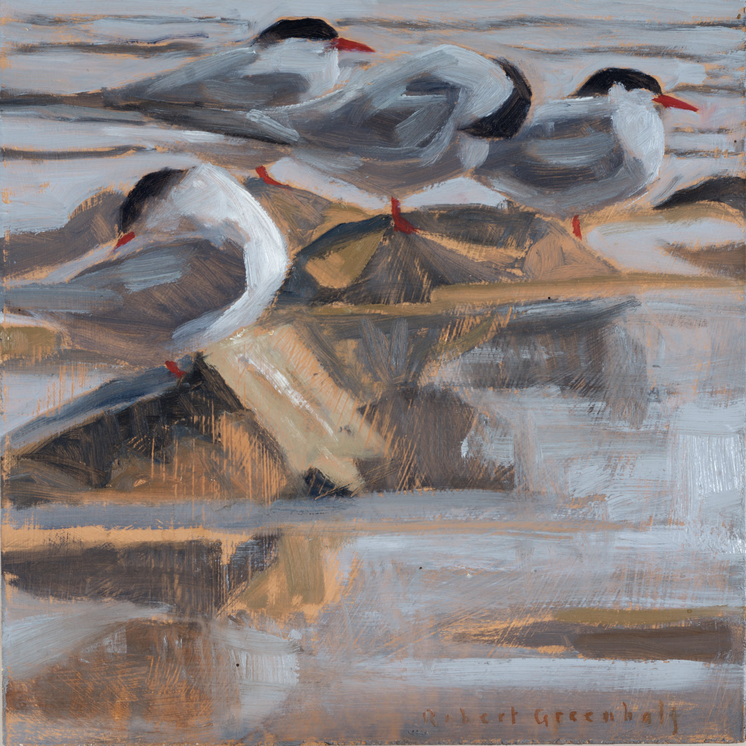 Arctic Terns oil 25x25 sold