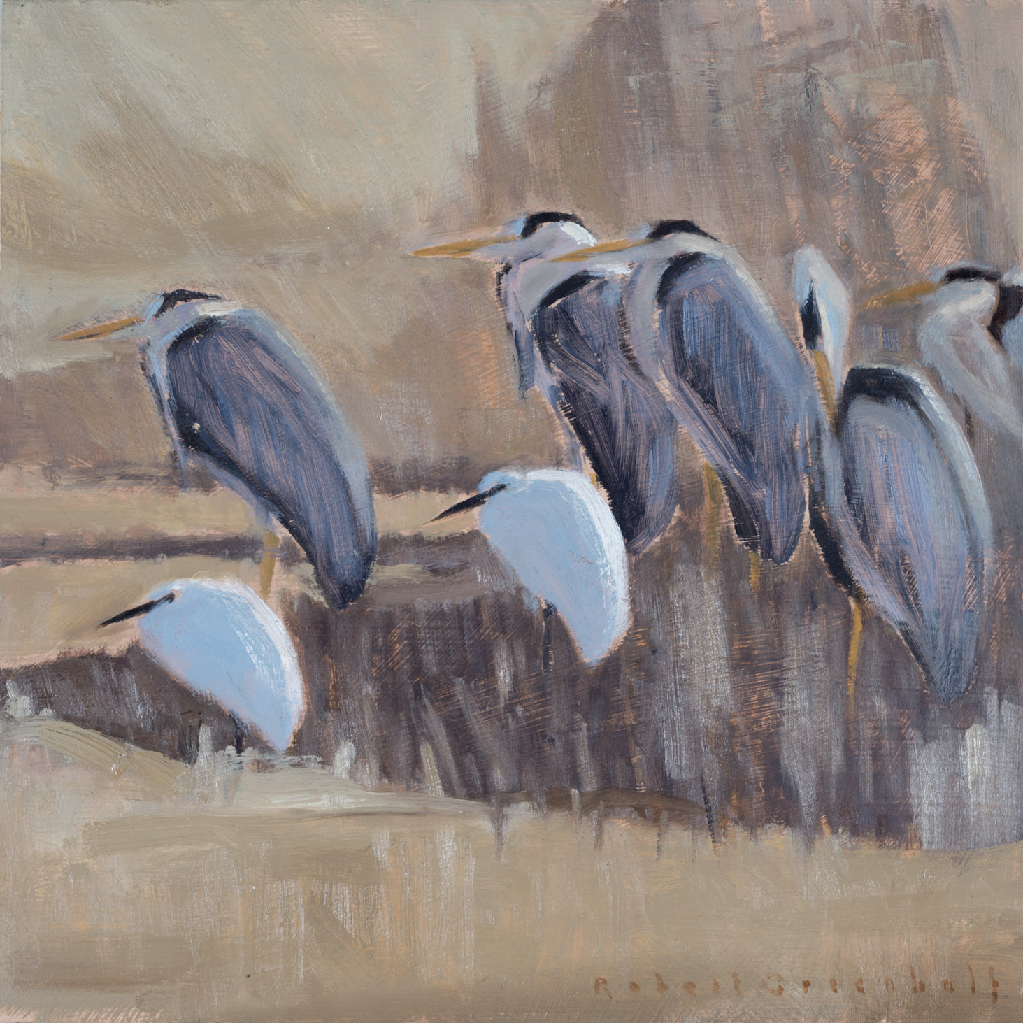 Herons and Egrets oil 25xcm25cm sold
