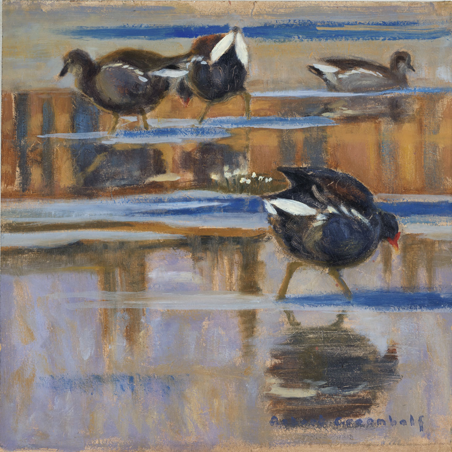 Moorhens oil 25cmx25cm £400