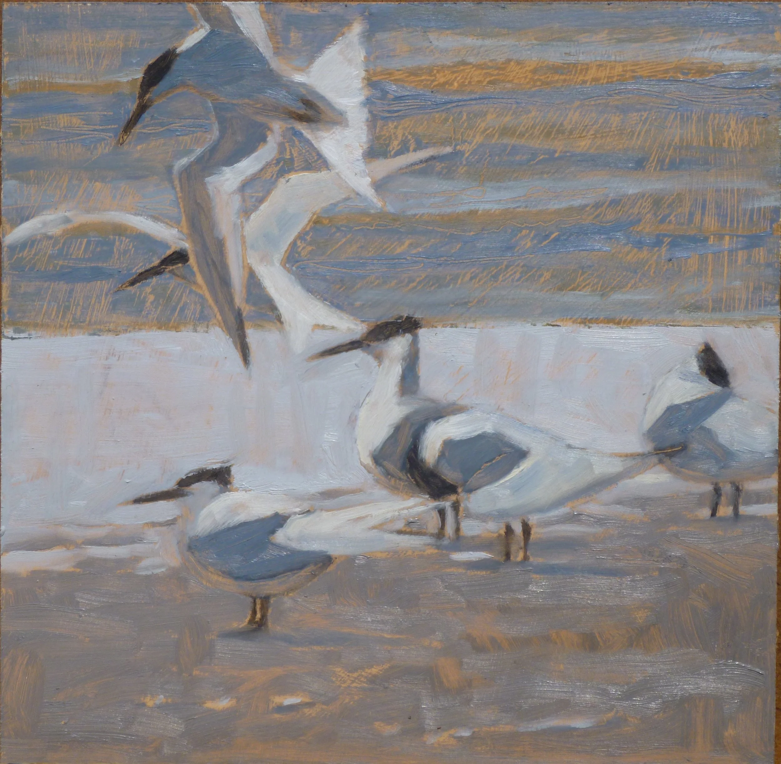 Strandline Terns oil 24cmx24cm sold