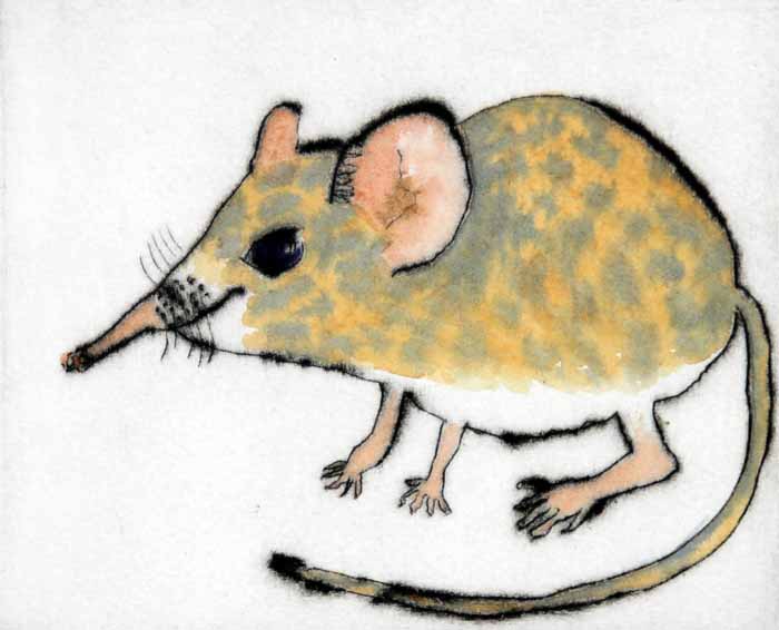 Shrew drypoint and watercolour 12.5 x 15 cm £199 unframed