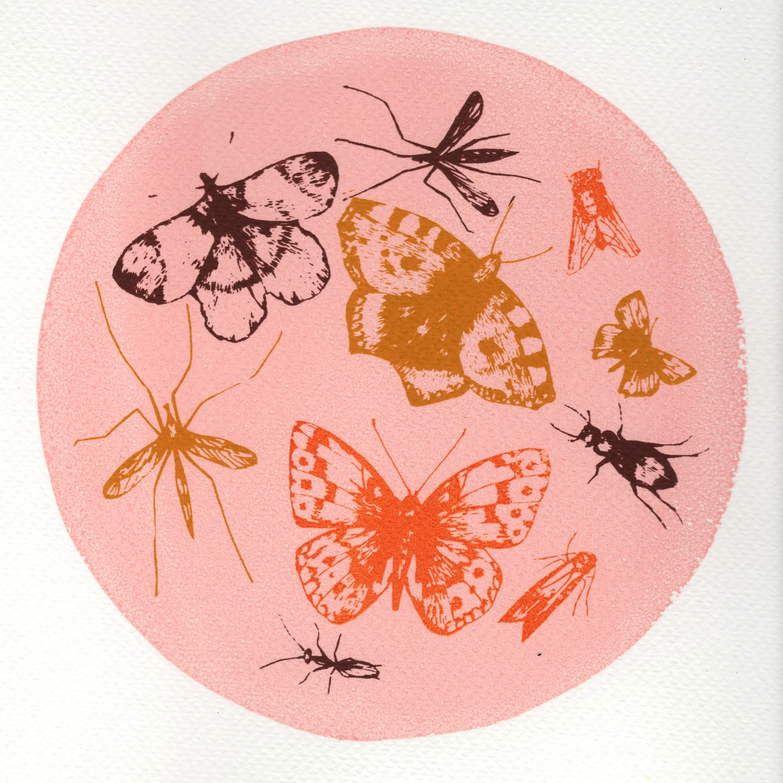 Butterflies and Bugs screenprint 28cm x 28cm £28 (unframed)