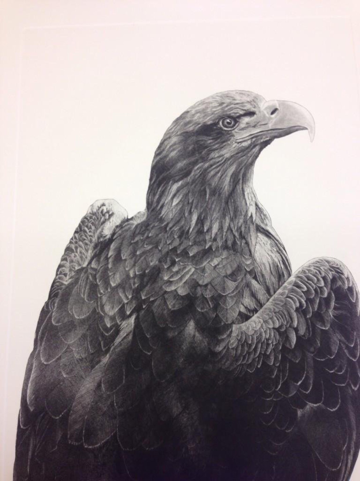 White Tailed Eagle etching and aquatint Unframed £500 Size 60 cm x 43.75 cm Framed £590 Size