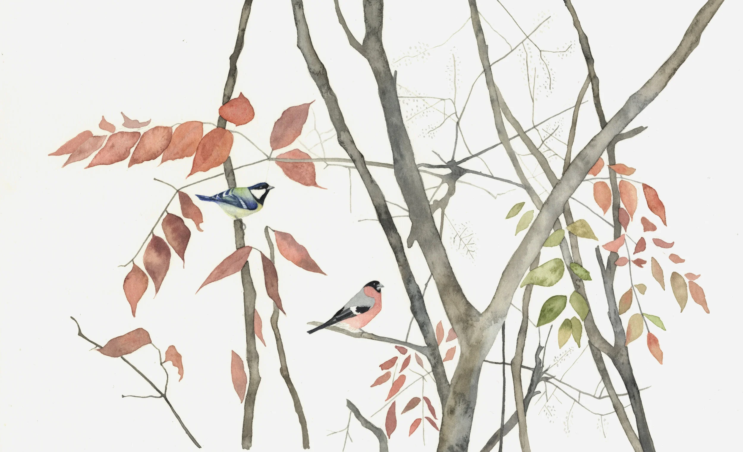 Bullfinch and Great Tit watercolour 40 x 30 cm framed £320