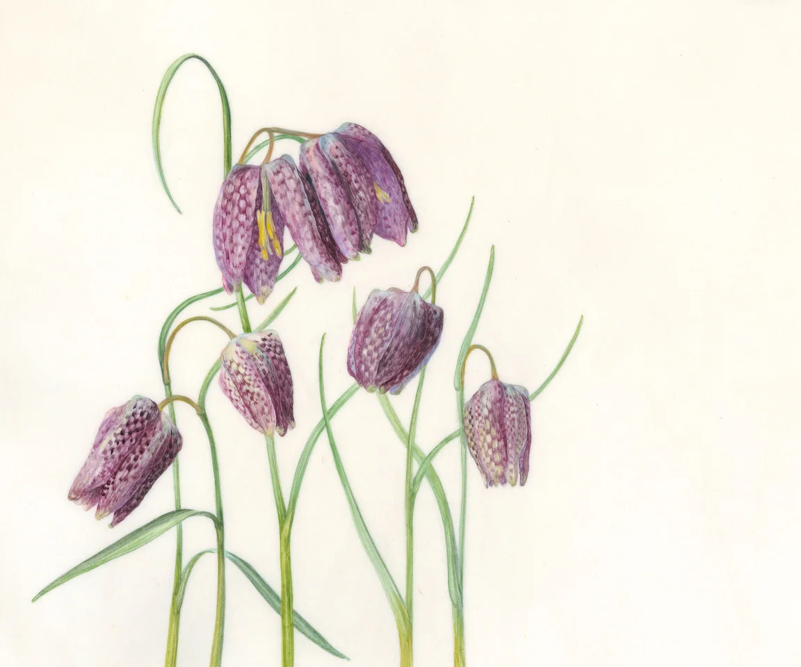 Fritillaria Meleagris Watercolour on natural calfskin vellum SOLD
