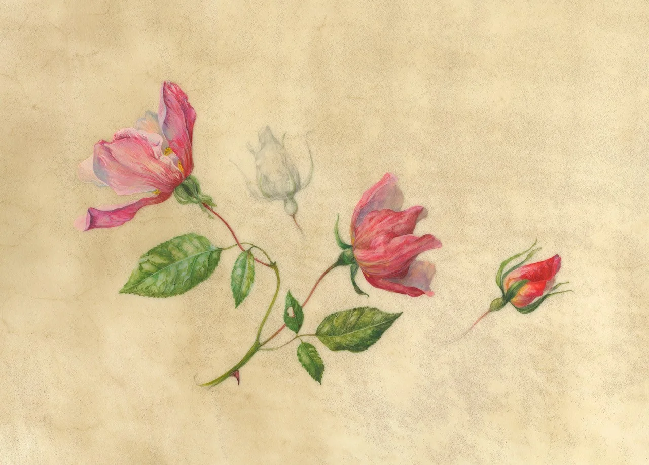Rosa Mutabilis watercolour on vellum 50 x 41 cm framed sold