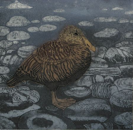 Eider Duck collagraph £125