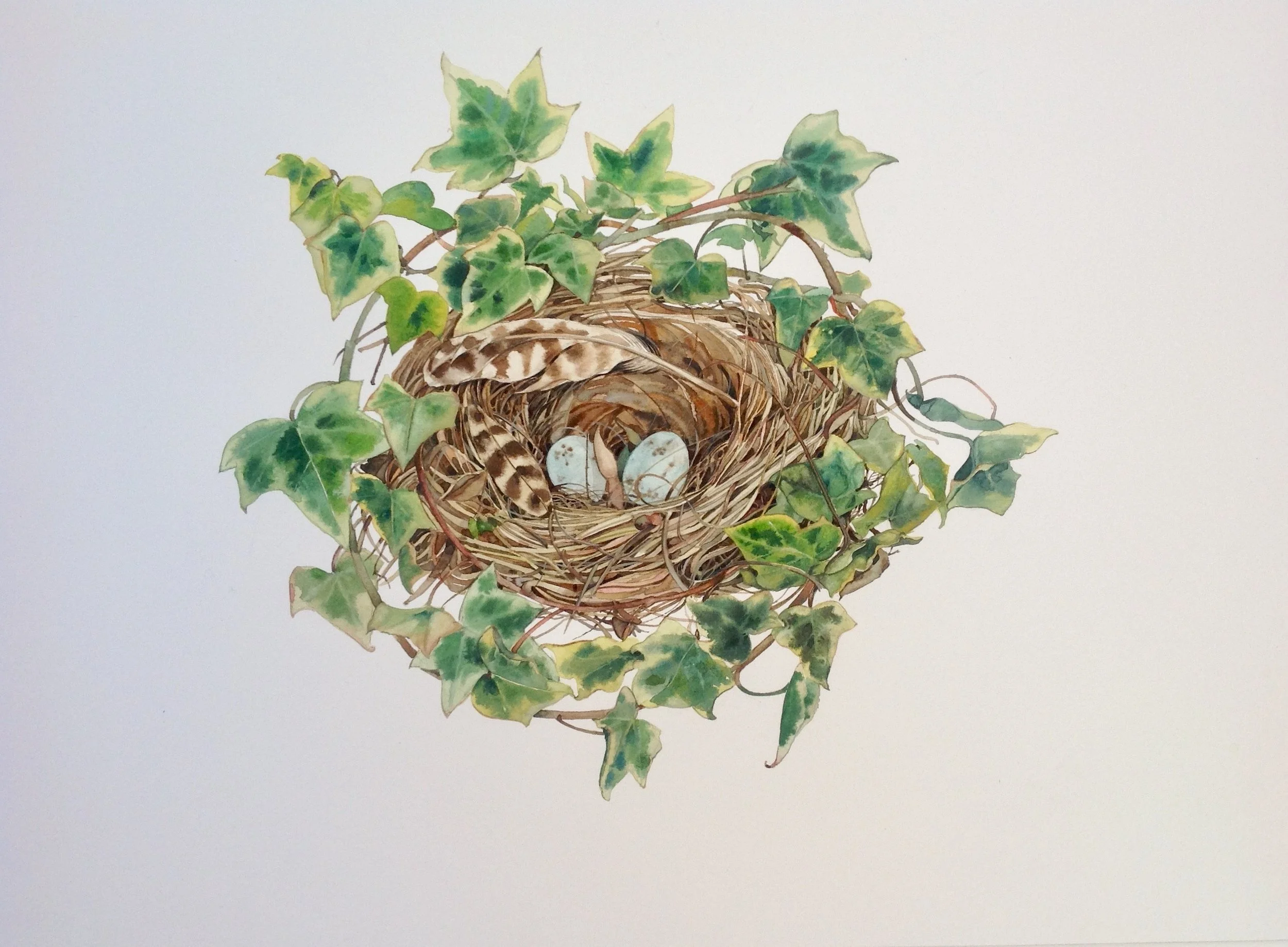 Birds Nest with Ivy watercolour 54 x 54cm £495 mounted