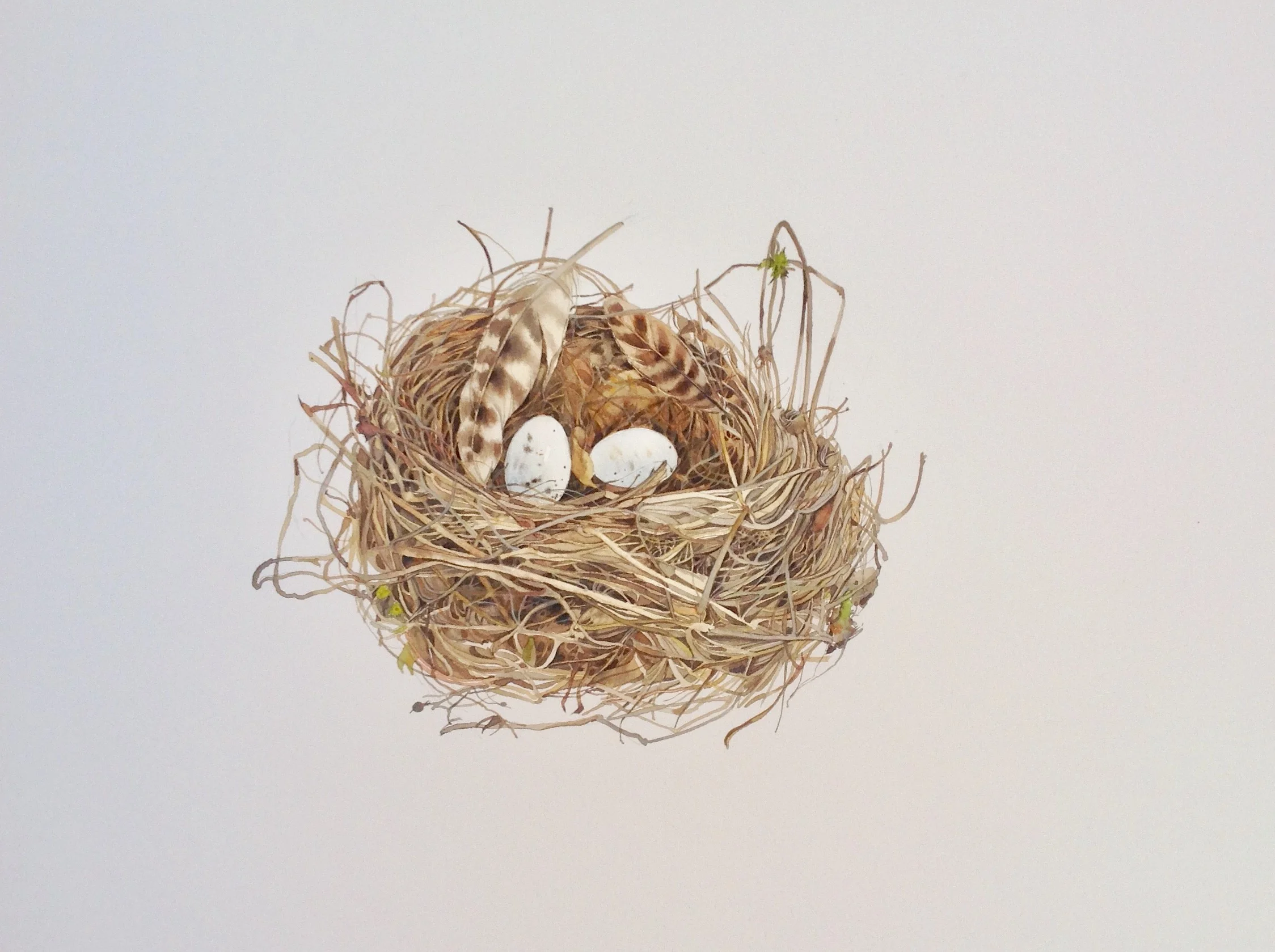 Nest with Feather 2 watercolour 54 x 54cm £550 framed