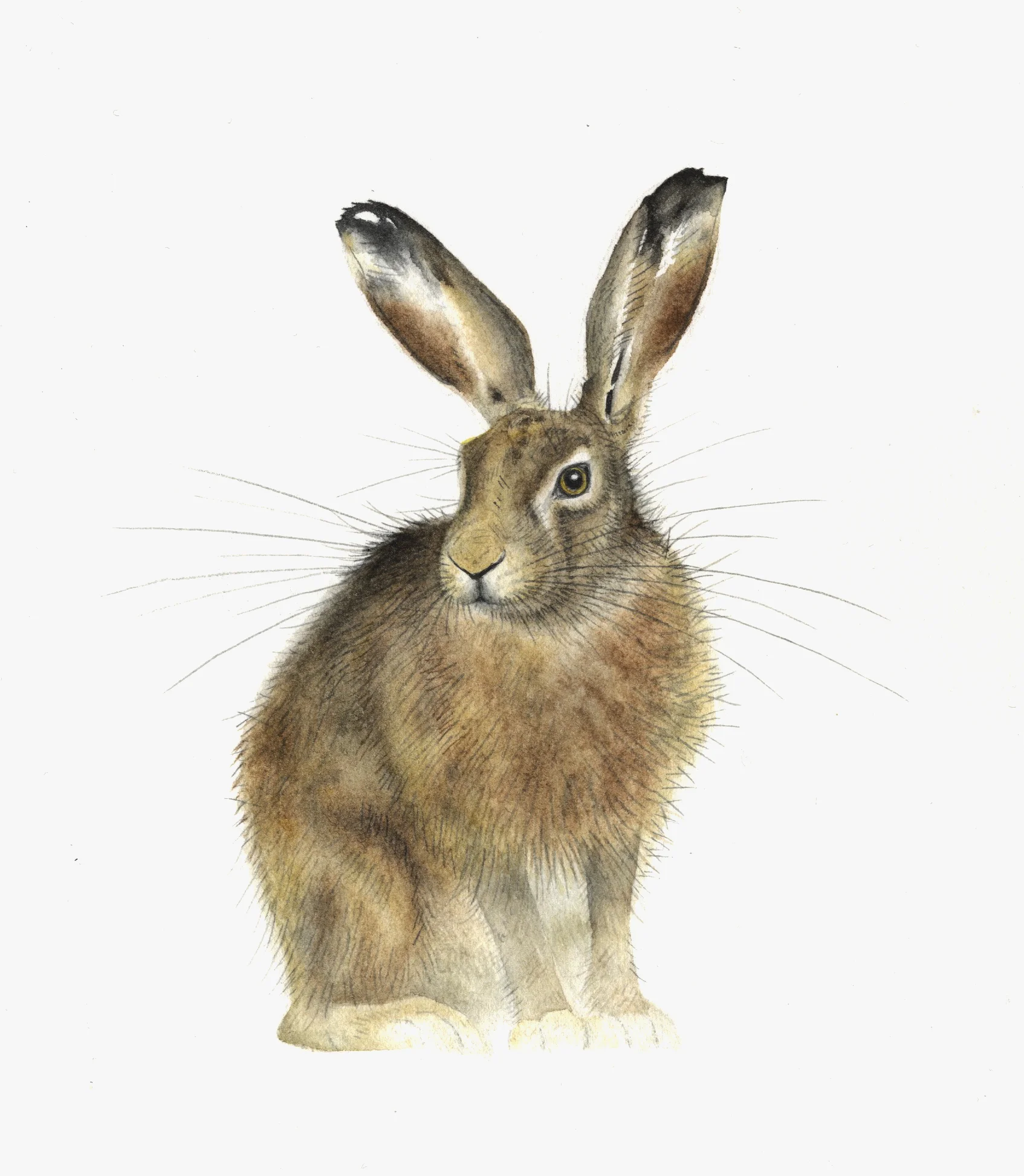Sitting Hare watercolour 40 x 30 cm framed £280