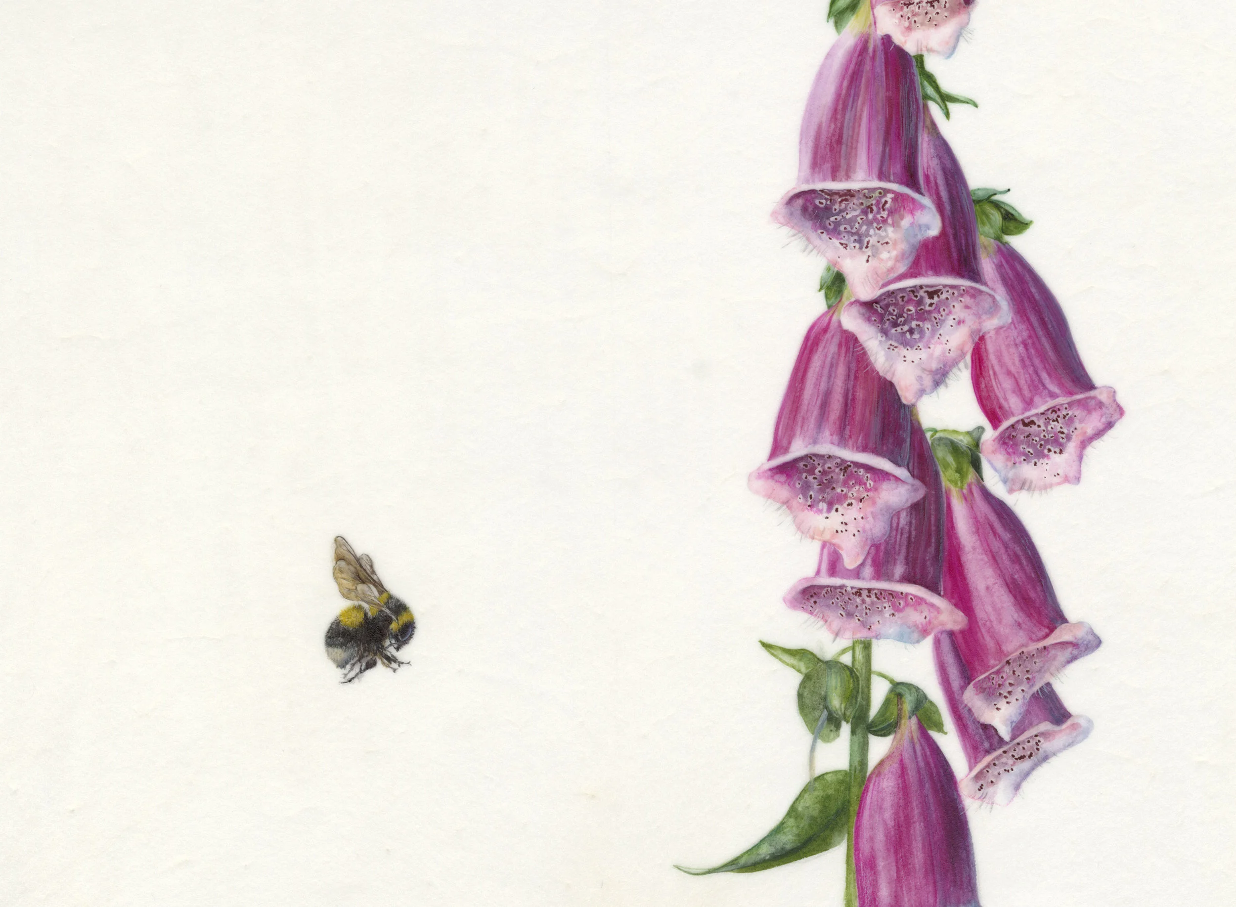 Digitalis Purpurea et Bombus Hortorum watercolour on vellum 22 x 17 cm image 39 x 45 cm framed SOLD
