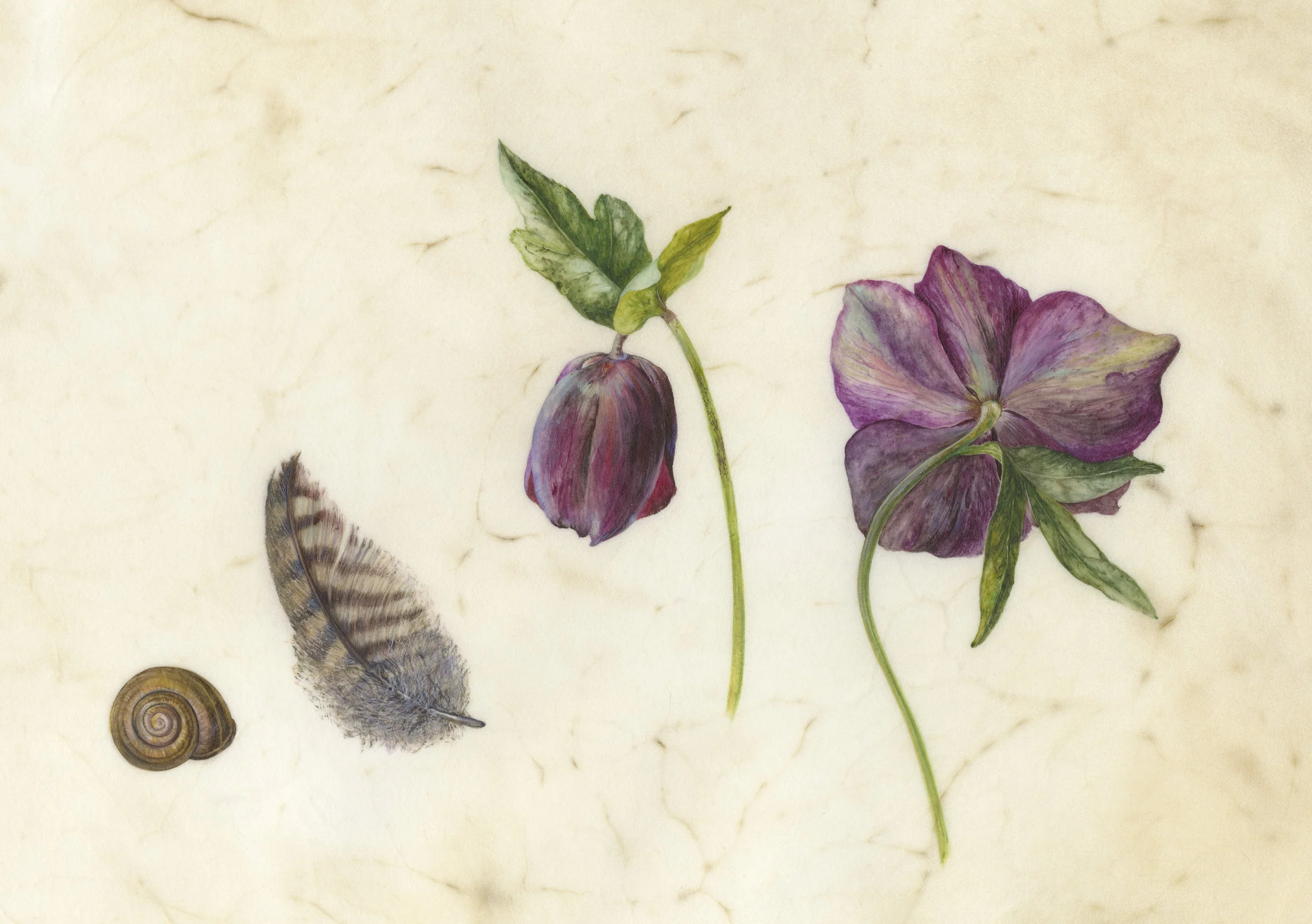 Hellebores, Pheasant Feather and Snail watercolour on vellum 25 x 15 cm image 48 x 38 cm framed £720