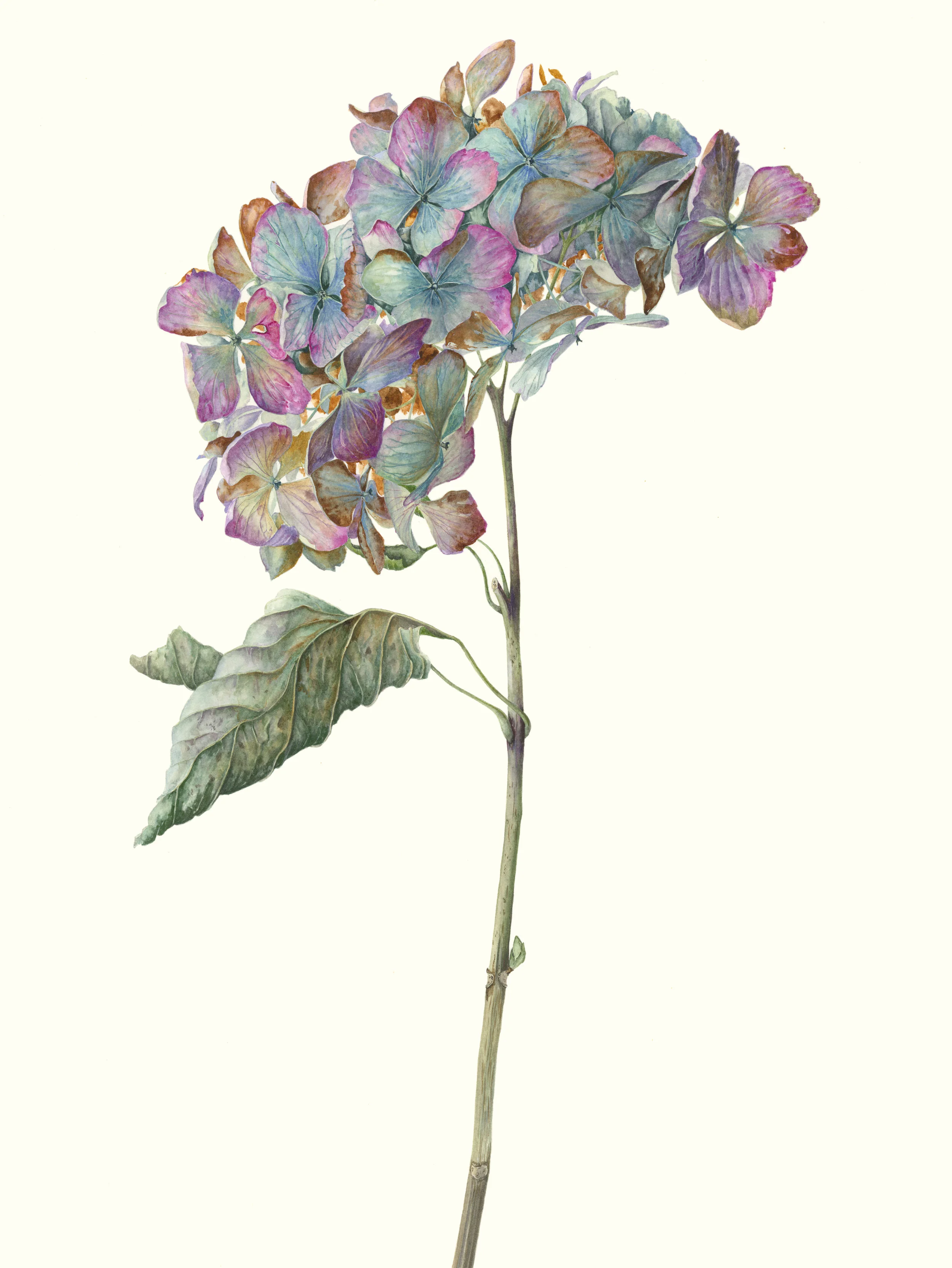 Hydrangea Macrophylla ‘Mme Emile Mouillere’ watercolour on paper 30 x 43 cm image 53 x 68 cm framed £1800