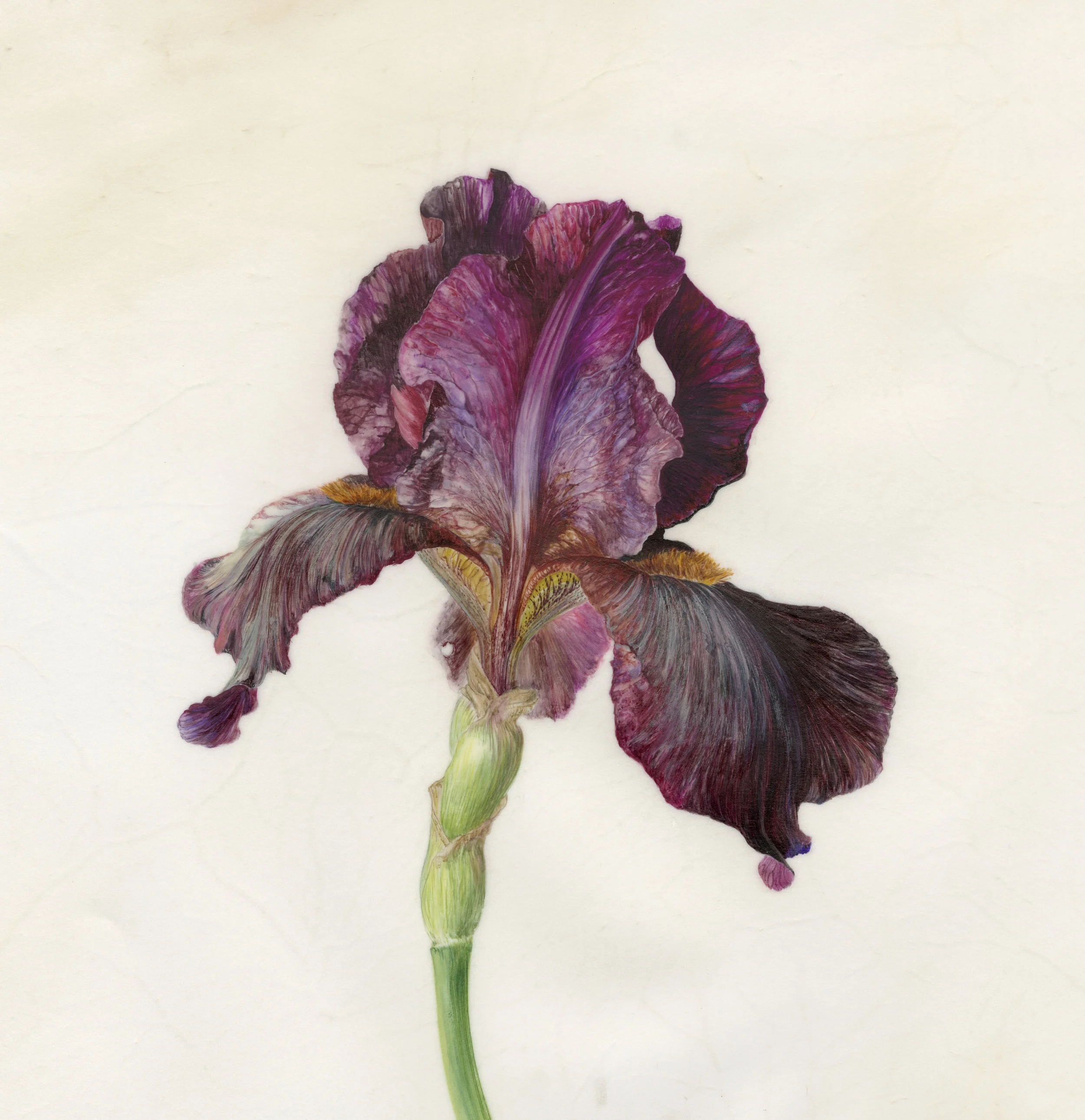 Iris Recogniton II Langport Wren watercolour on vellum 21 x 21 cm image SOLD