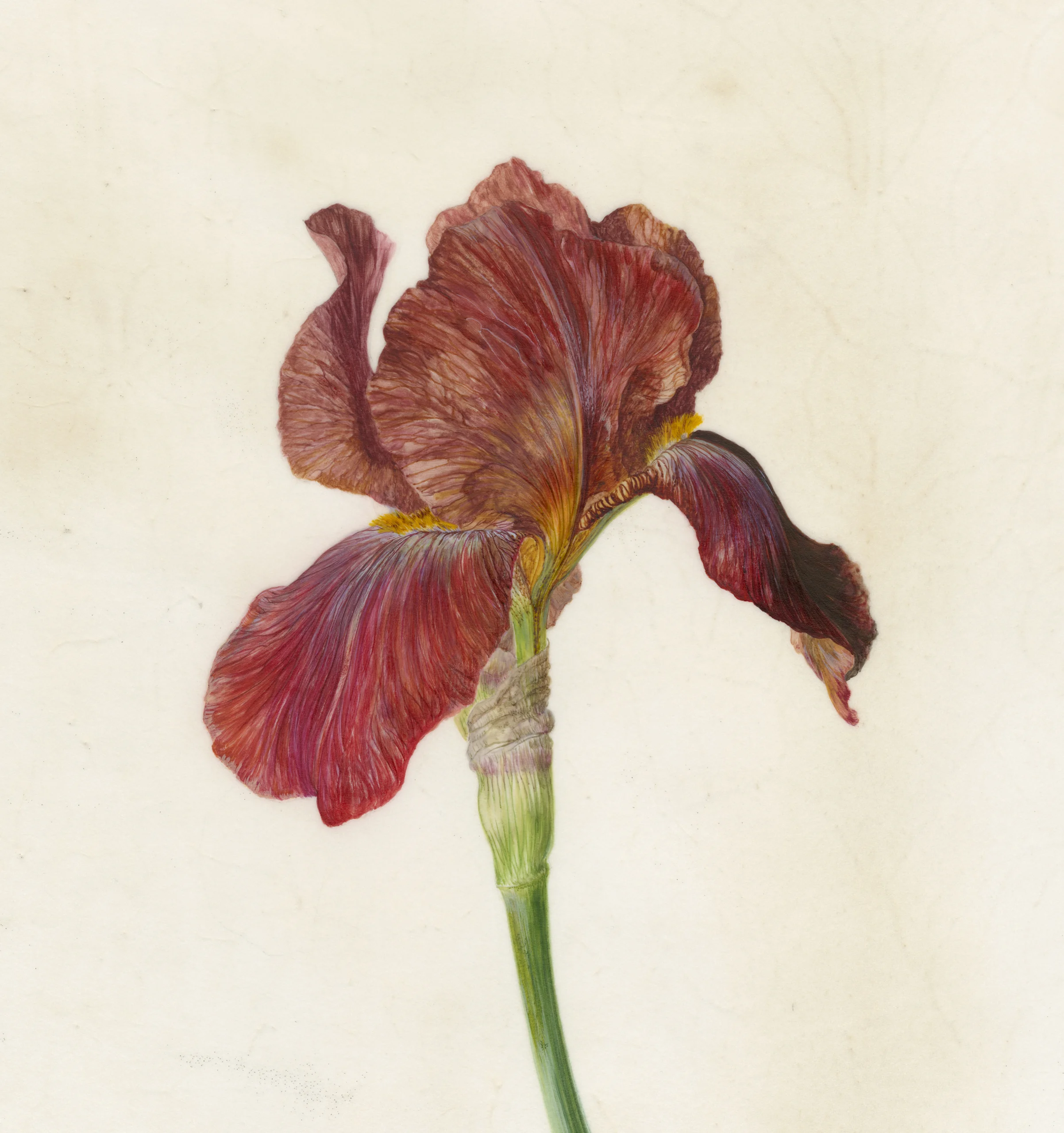 Iris Recogniton I Quechee watercolour on vellum 45 x 45 cm framed sold