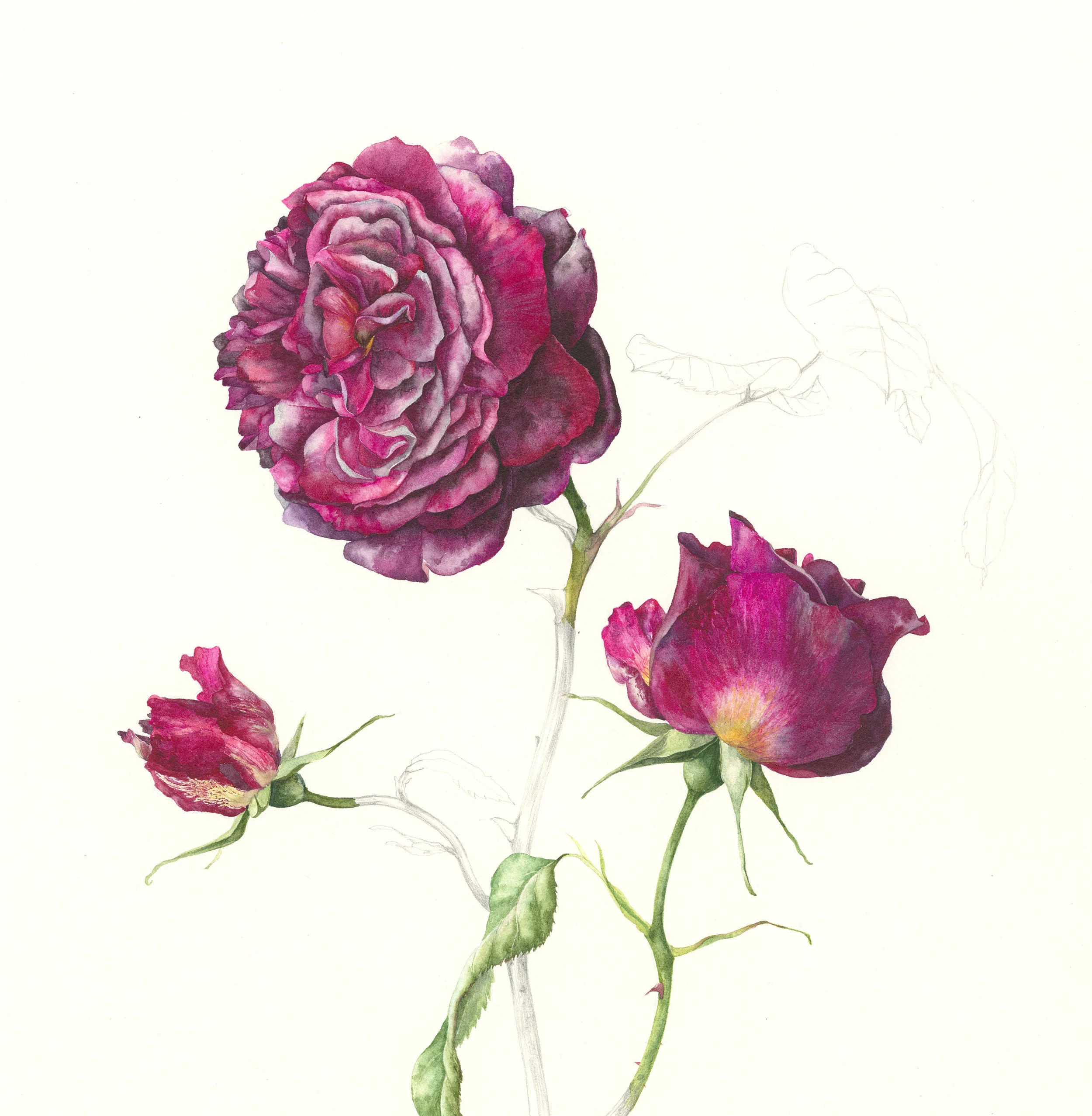 Rosa Munstead Wood watercolour on paper 24 x 24 cm image 47 x 47 cm framed SOLD