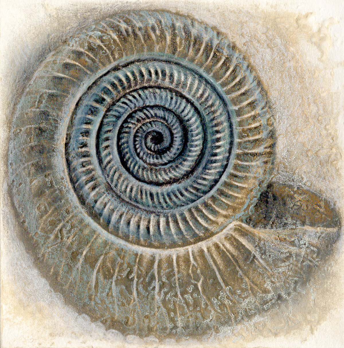 Ammonite Study.jpg
