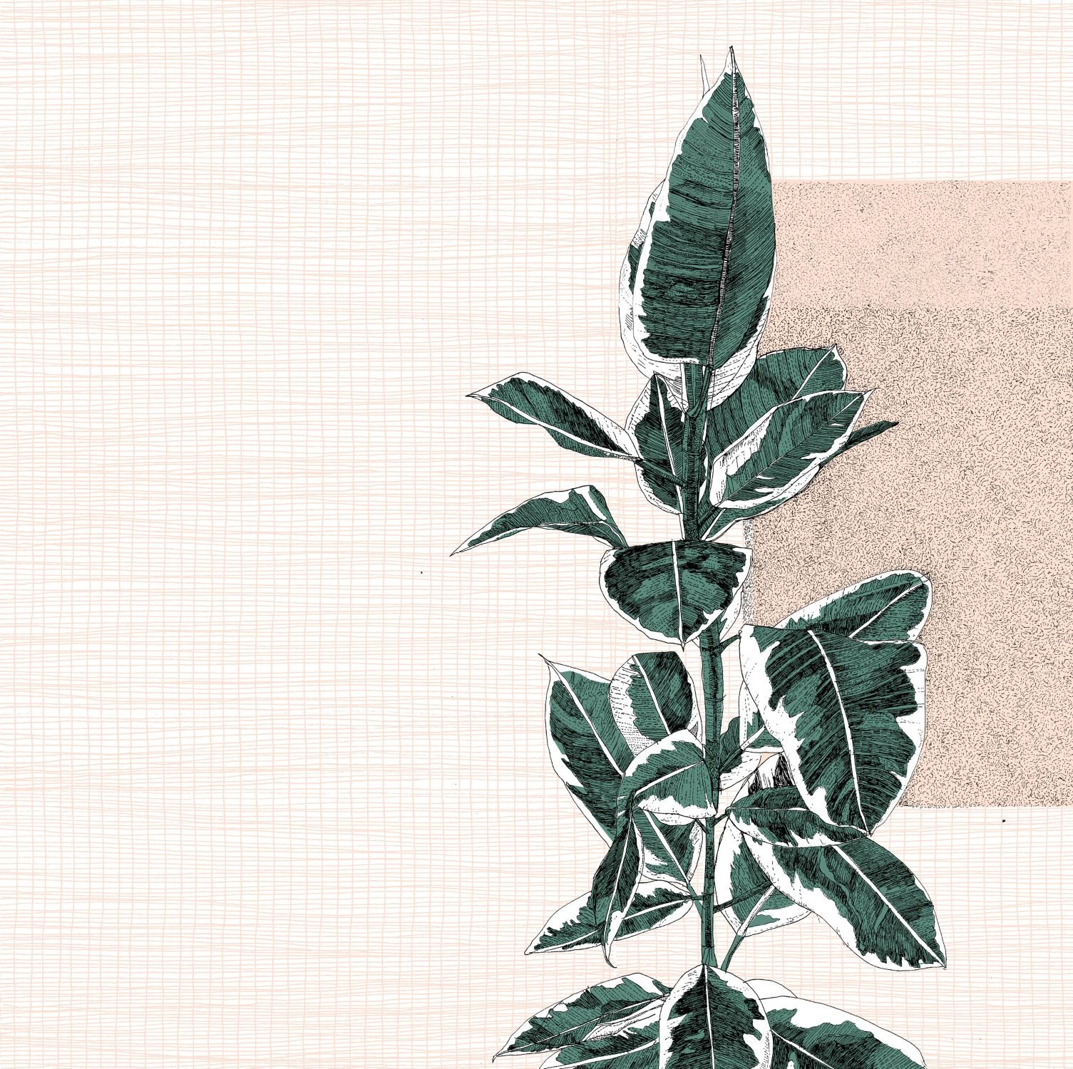 Fantastica+Ficus+Elastica sml.jpg