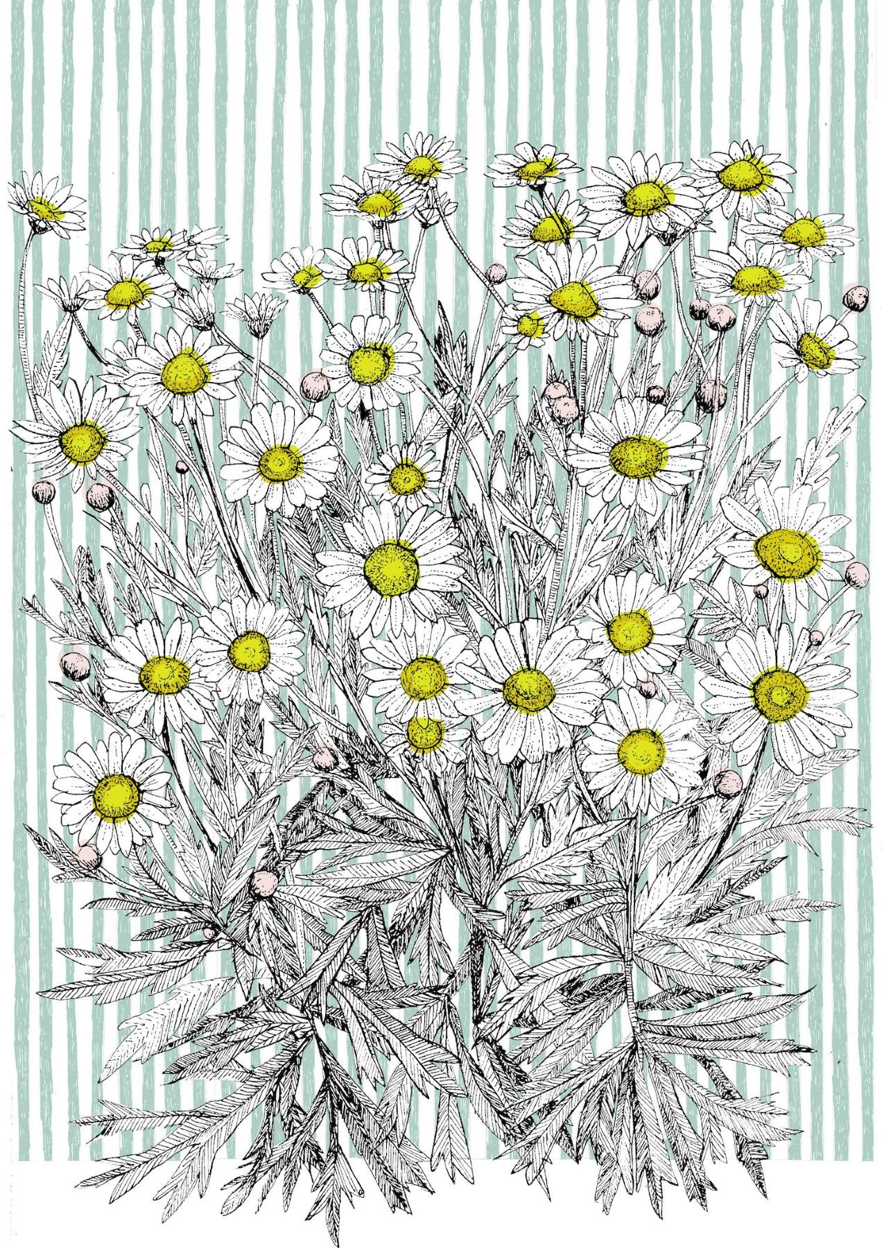 Clare Halifax,Danish Daisy, screen print, paper size 27x19.5cm.jpg