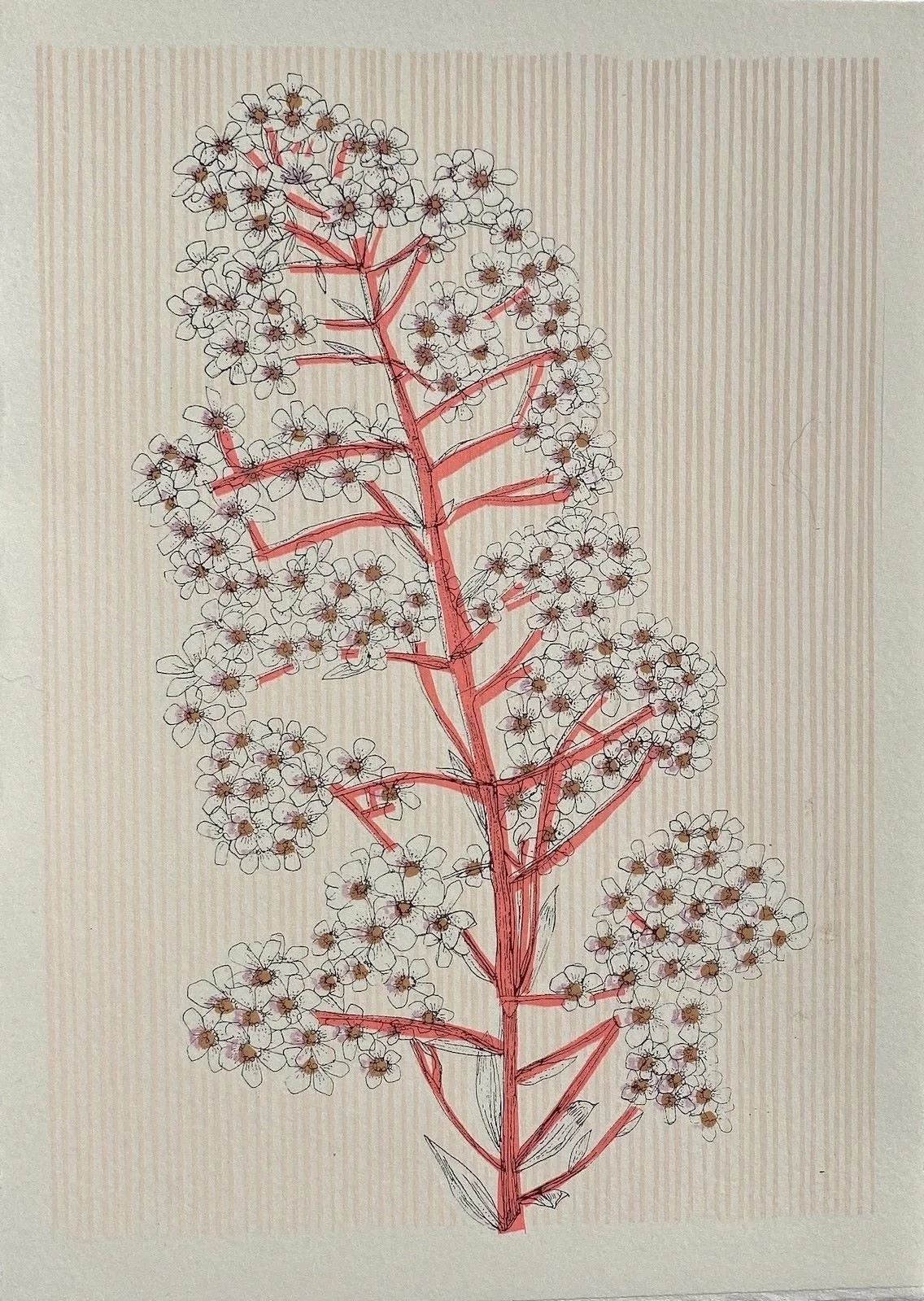 Clare Halifax - Norwegian Pyramidal Saxifrage, 5 colour screen print on 19x29cm somerset satin paper, edition of 100, unframed retail price £70.jpg