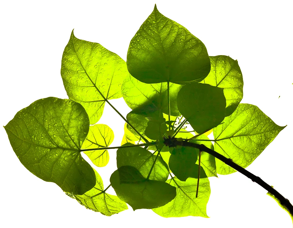 Nature 6