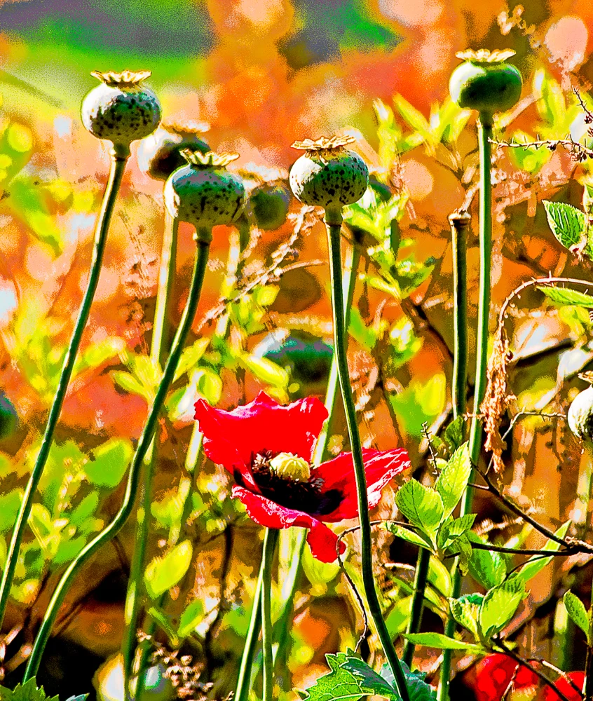 Nature 7