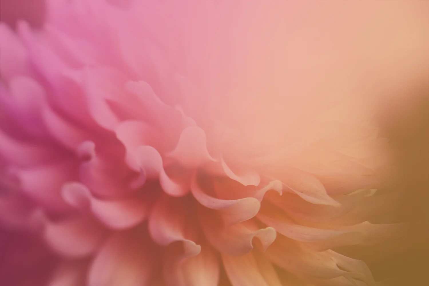 Pink Orange Ombre Flower.jpg