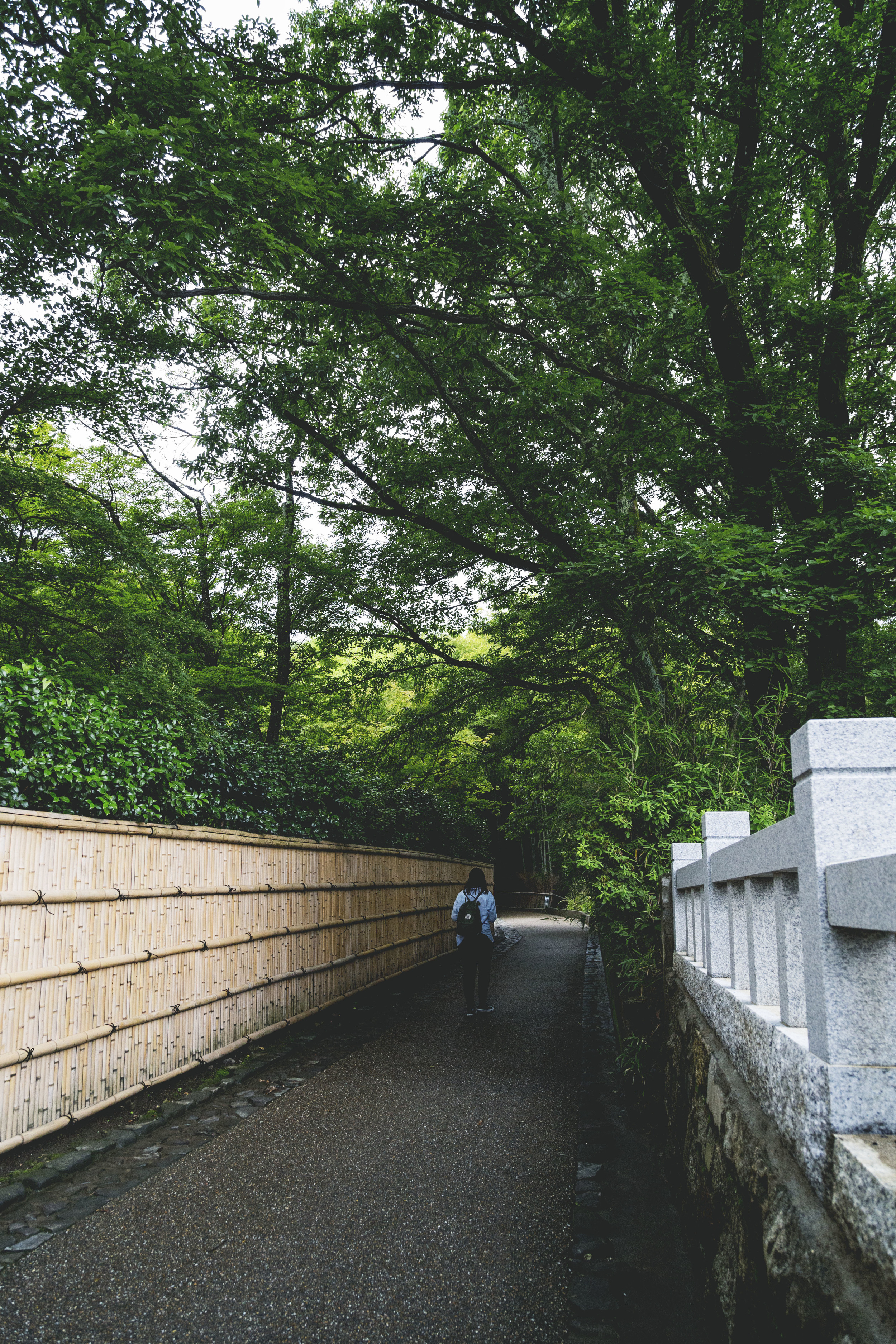 Bamboo Groves 2.jpg