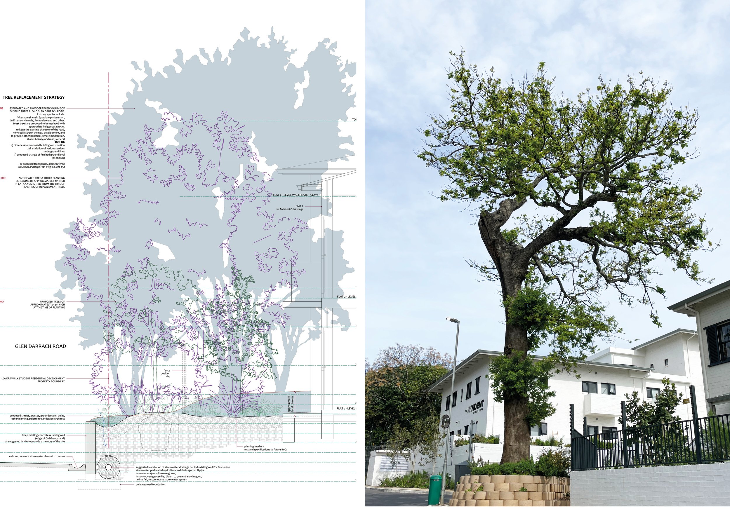  Heritage trees on the site were preserved following a careful replacement/preservation strategy 