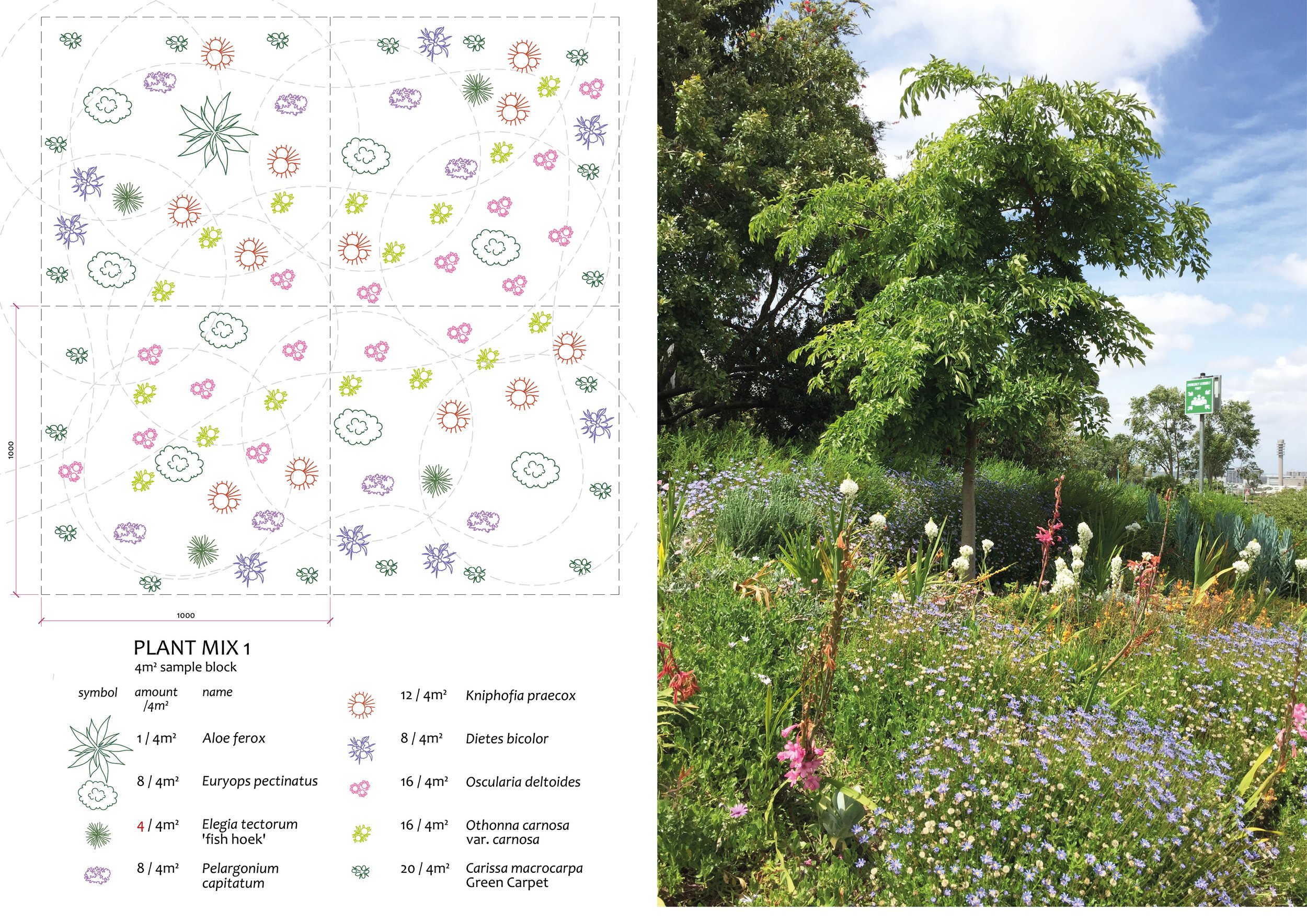  The planting palette was divided into twelve plant mixes, each containing a varied mixture of plant species spread across the park to achieve a colourful and diverse pattern of colour. 