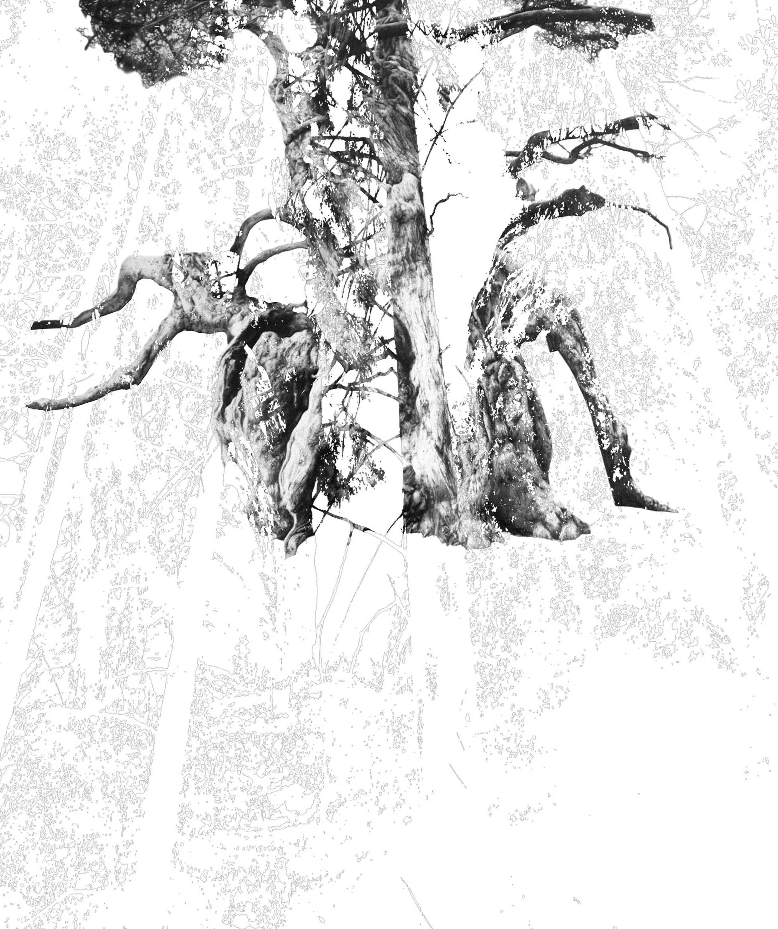 Sachsische-Schweiz3 copy.JPG