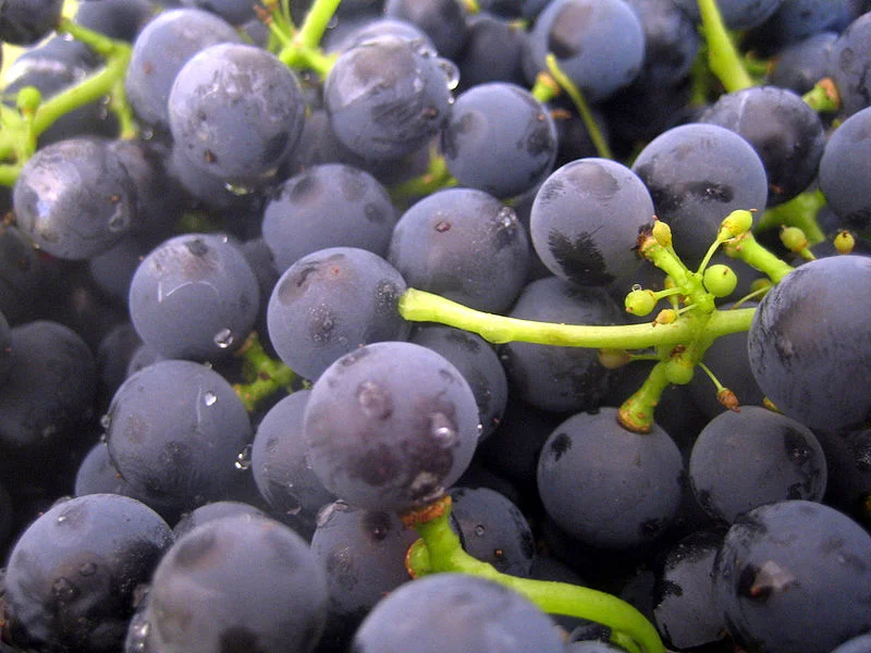 800px-Yeast_on_grapes.jpg