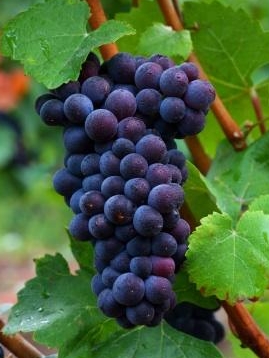 111498-315x381-Pinotgrapes.jpg