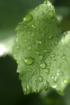wet leaf.jpg