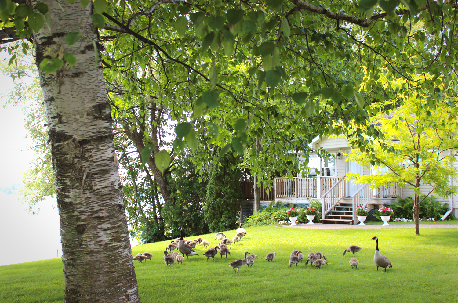 birchmere-waterfront-view-birds.png