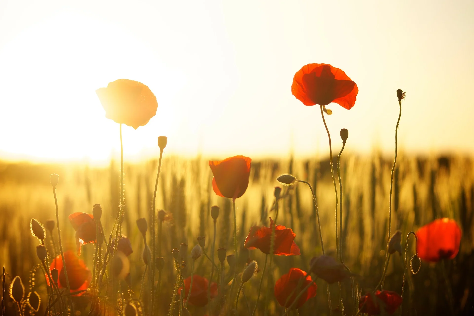Remembrance Day Service
