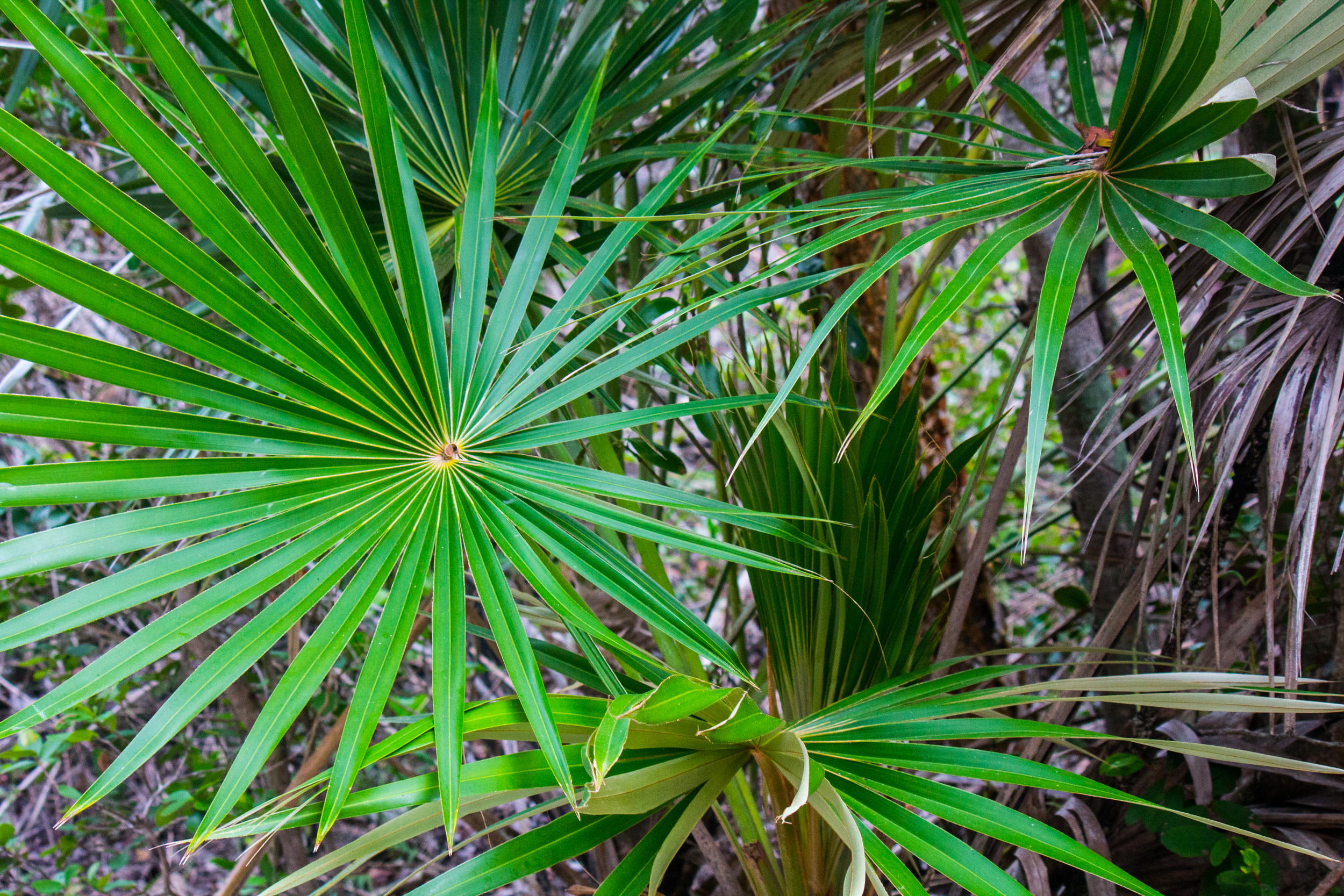 Palms 18 x 12.jpg