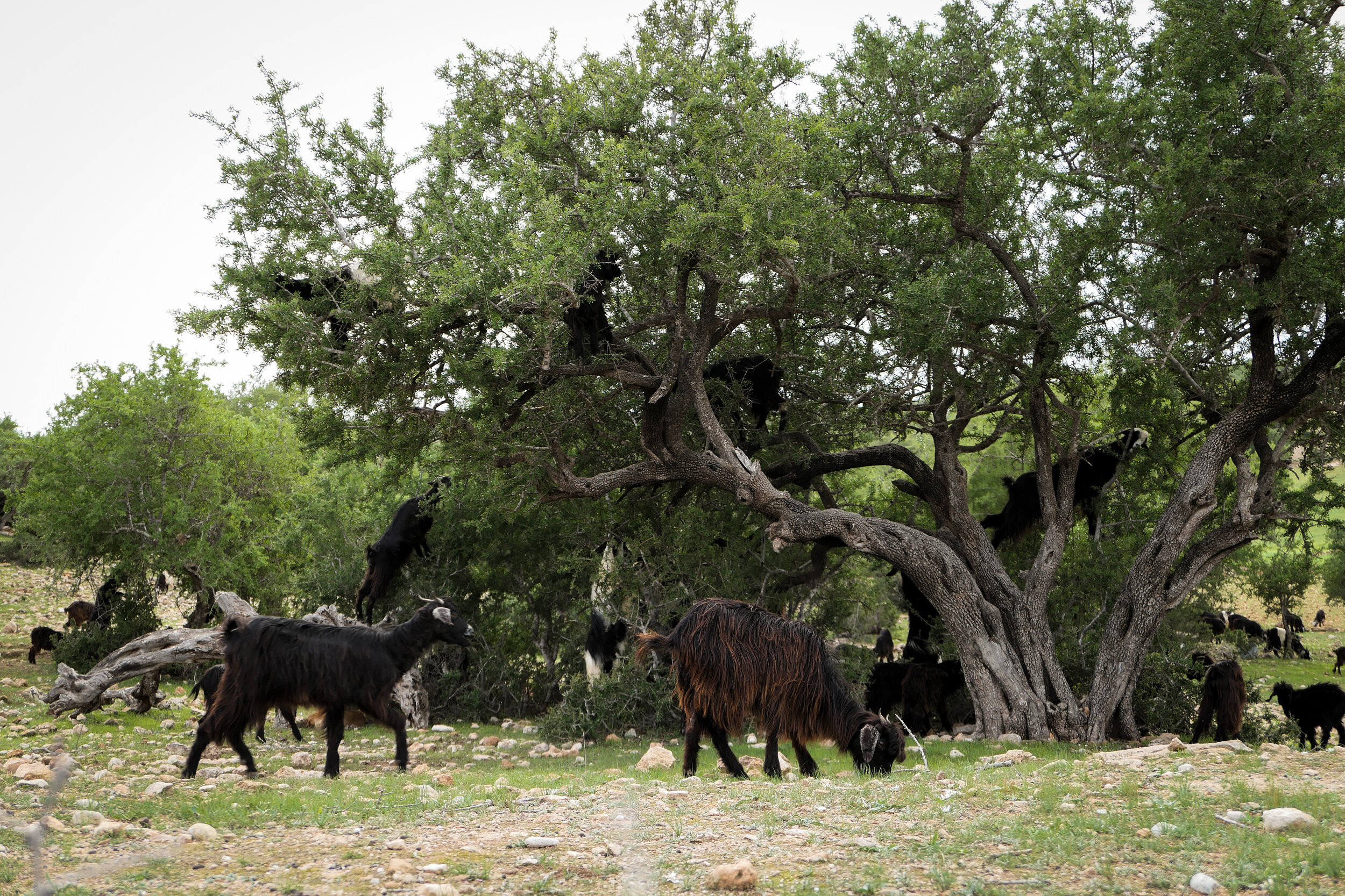 Argan trees and goat Blue Kaouk Hoteli- Sidi Kaouki - Morocco.jpg