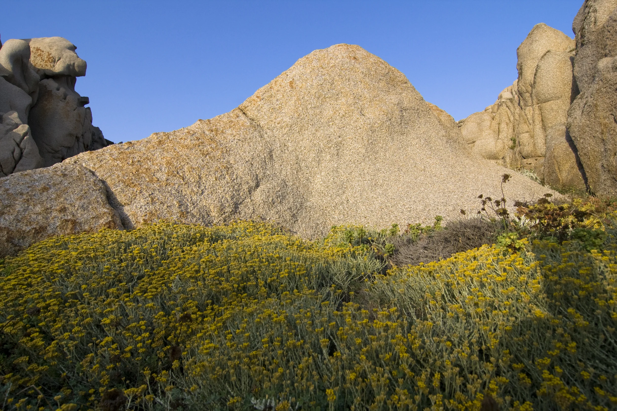 Helichrysum