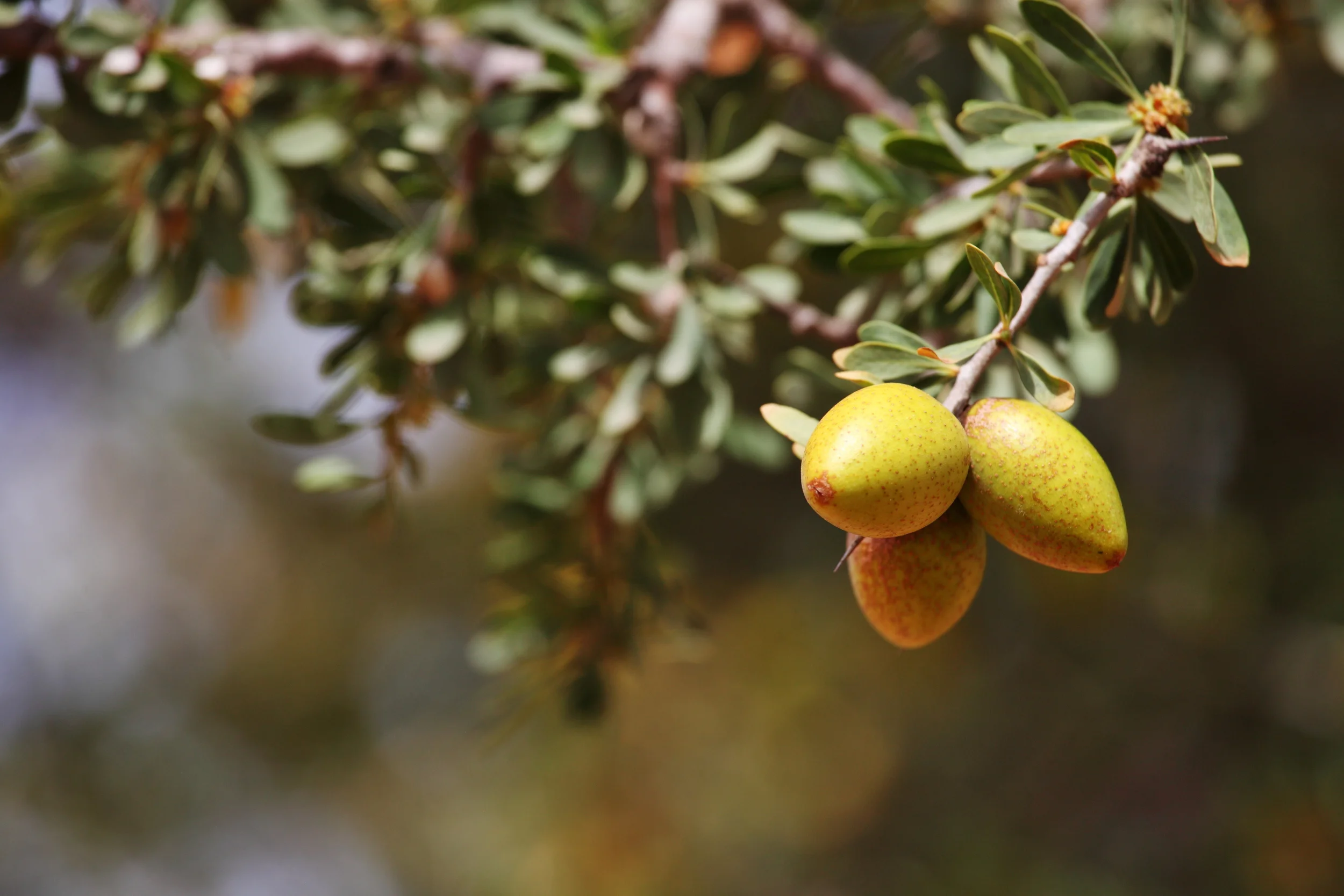 Argan Tree