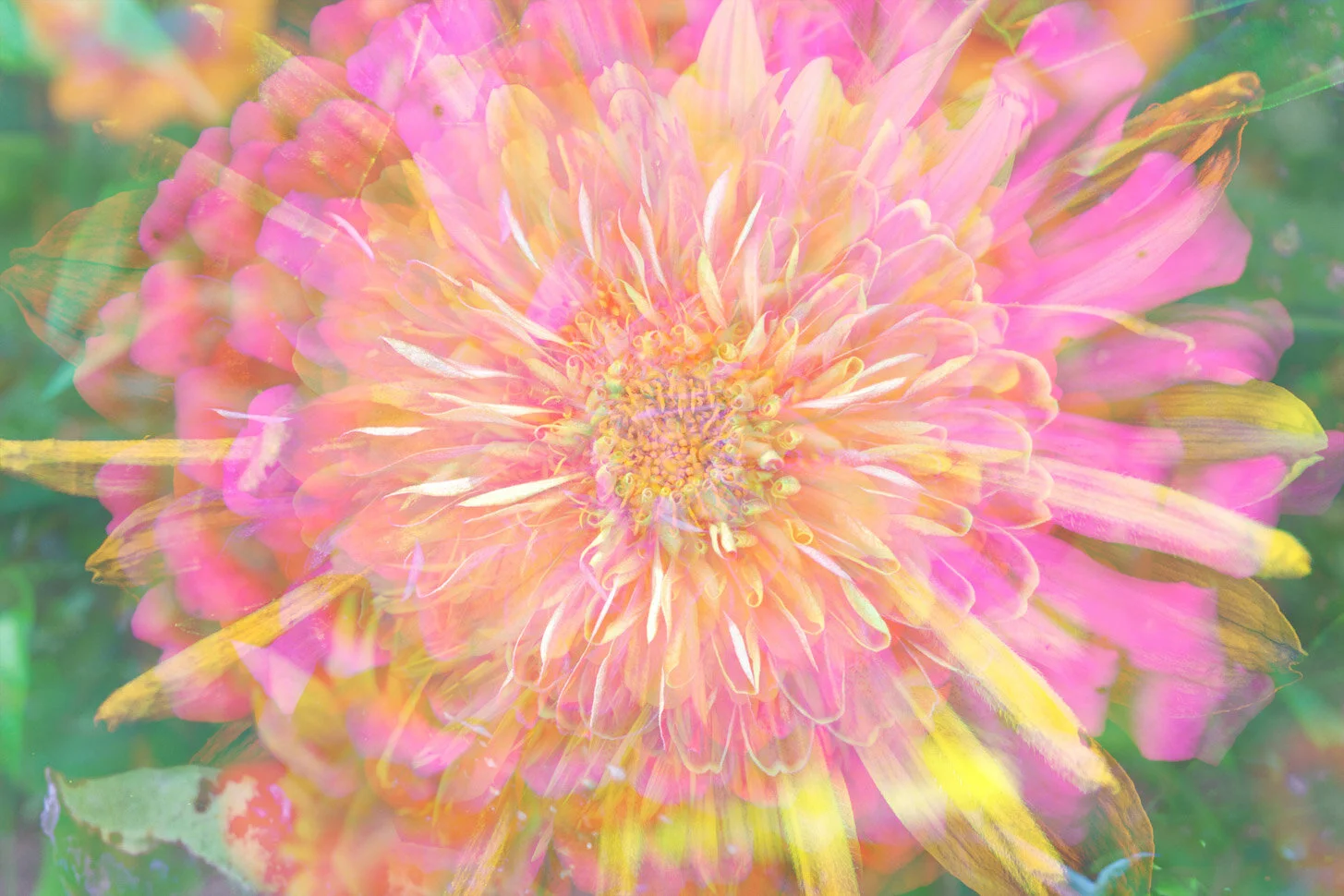 1flowerlighten.jpg