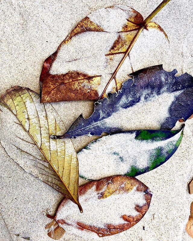 #beach #leaves 🌊🍂🌿✨
.
.
#lascuevas #trinidad 🇹🇹