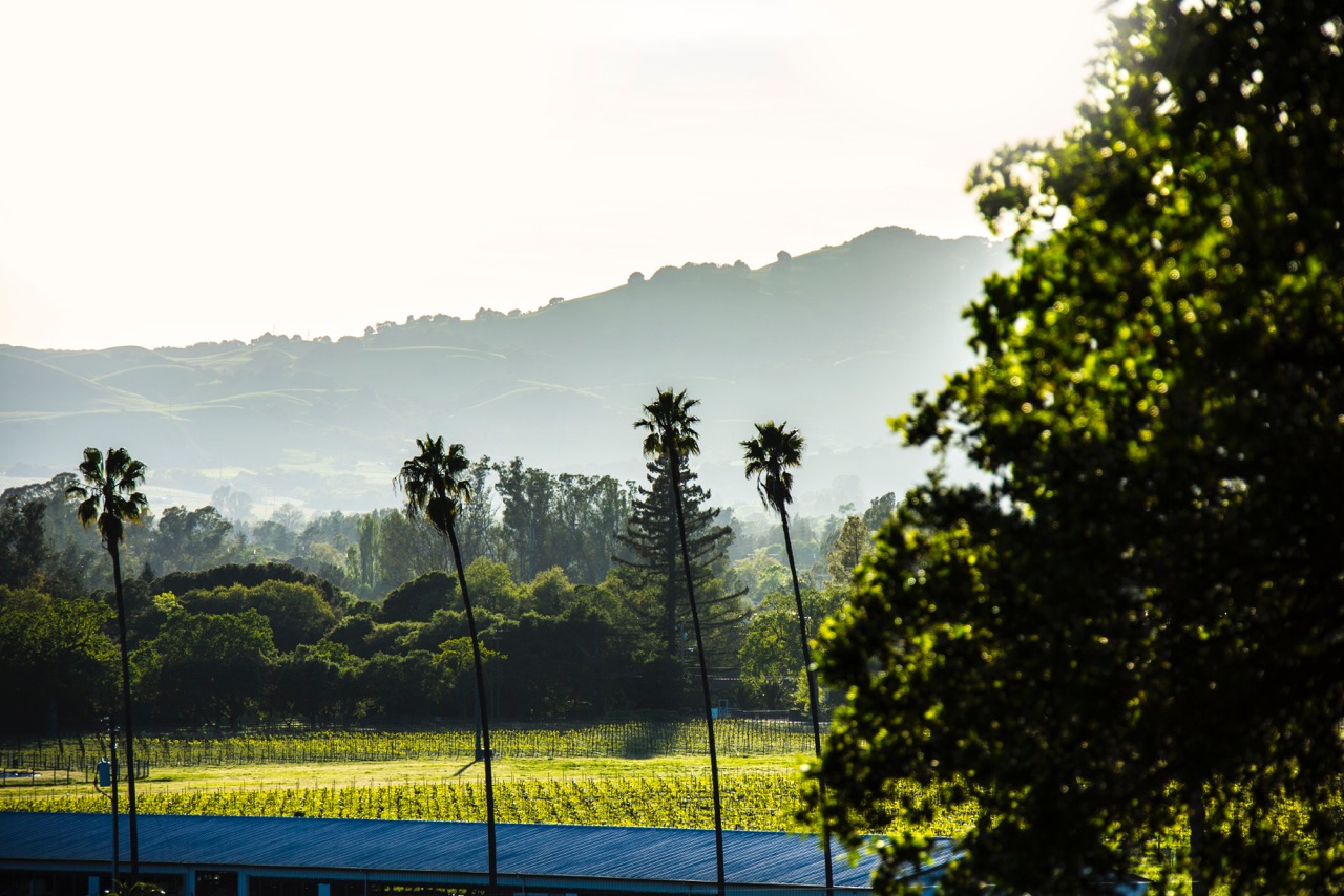 The view from Scribe Winery in Sonoma, California, the setting for Nico's special recording session 