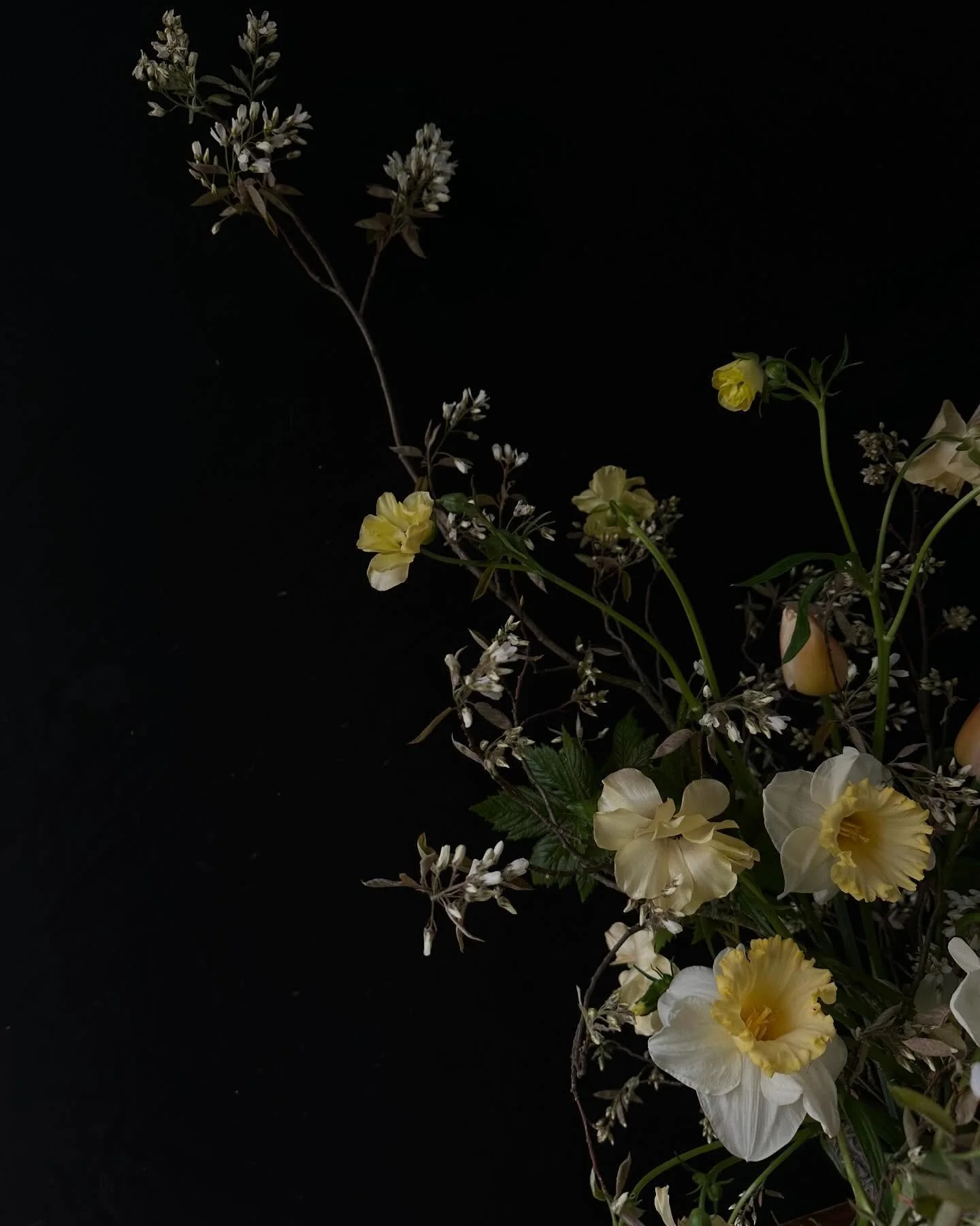 The drama of spring highlighted with a black backdrop.