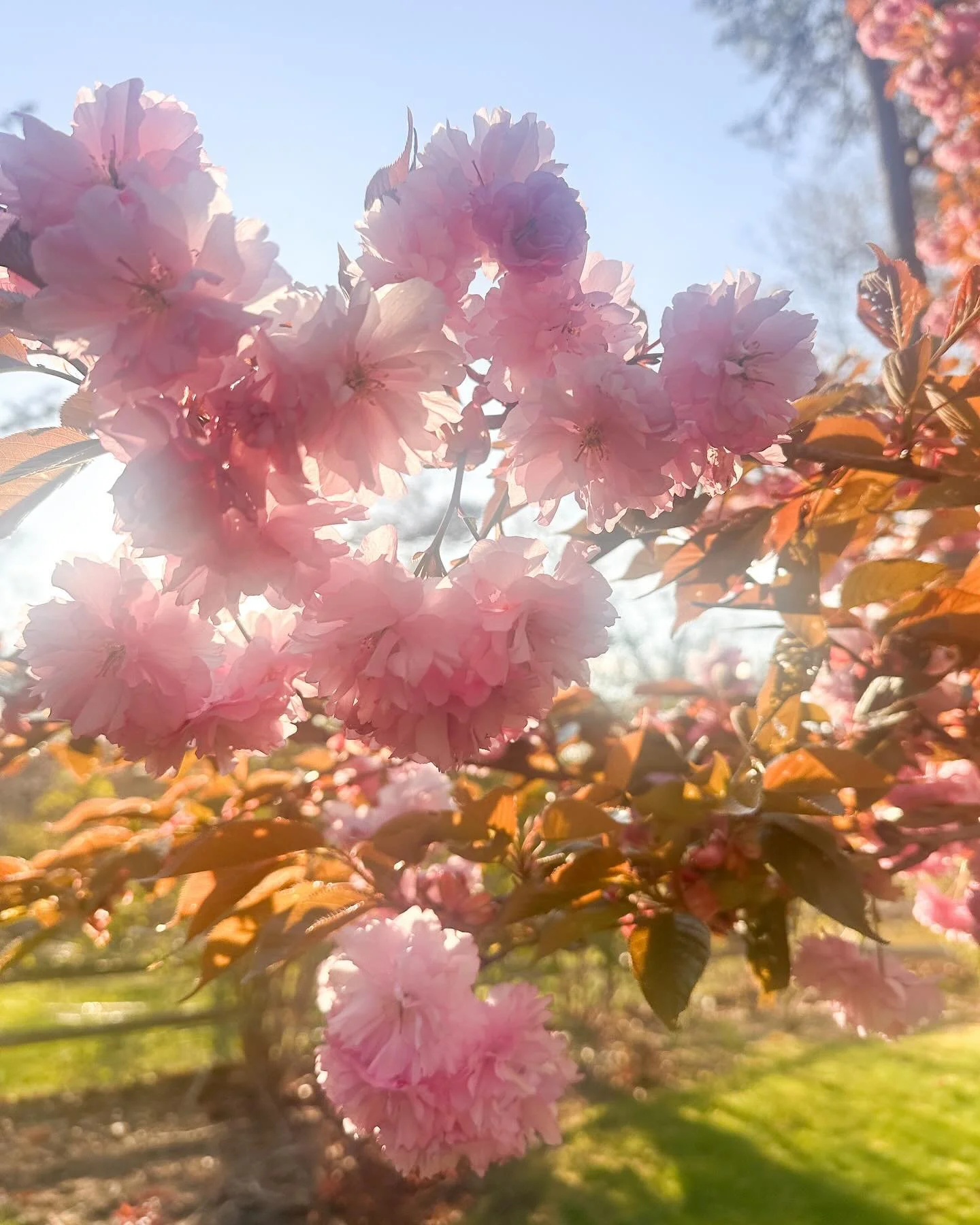 Mother&rsquo;s Day can hold many meanings, and we&rsquo;re here to honor all of it.
Thinking of the mothers, the mother figures, the missing, the becoming, the nurturing.
We have beautiful flowers arriving all week- ready when you are.