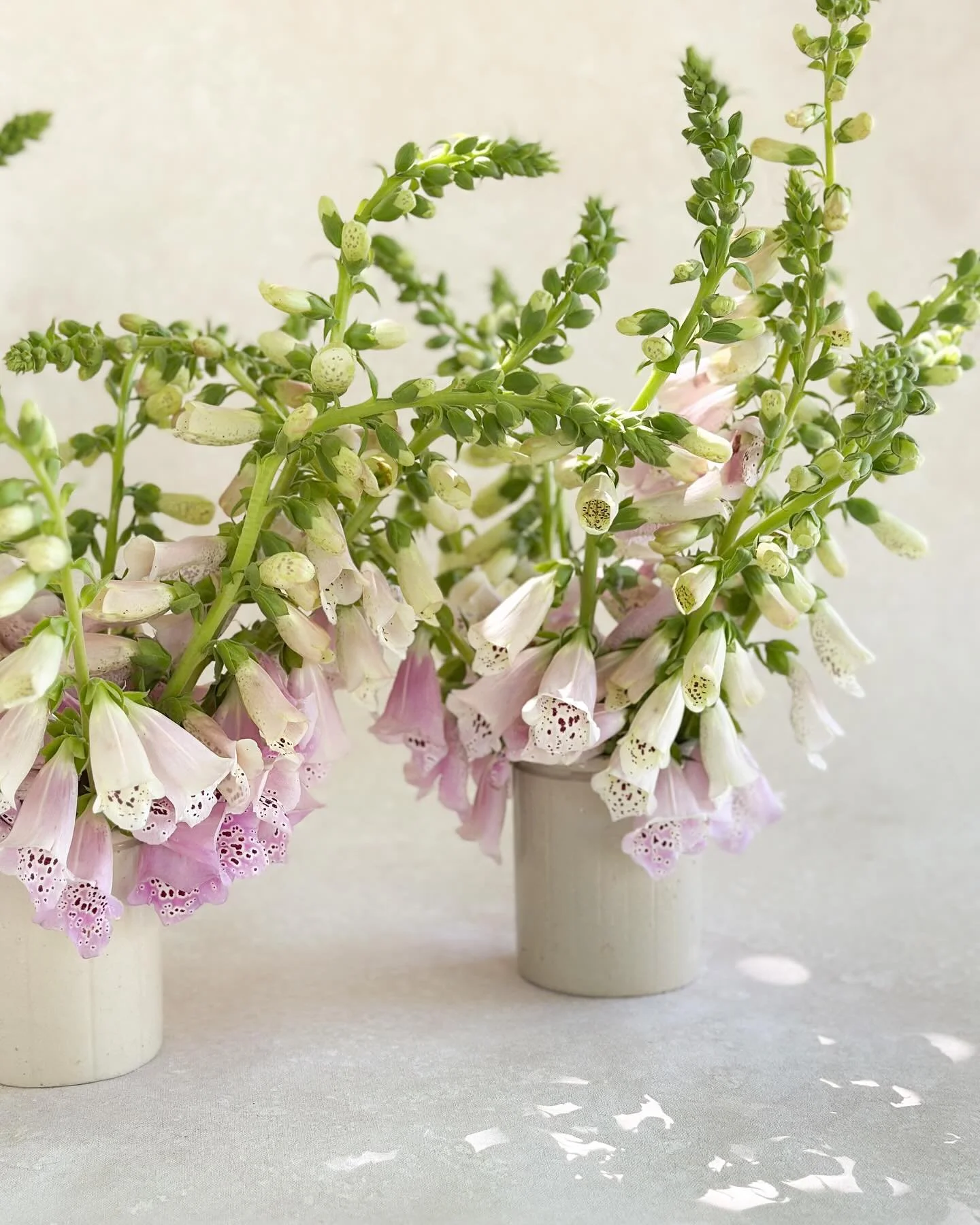 The local product has been slowly rolling in since March and now it&rsquo;s in full swing! So grateful for all our local farmers! We are now offering single variety vases. You pick a color and we suggest what our favorites are in the cooler. Looking 