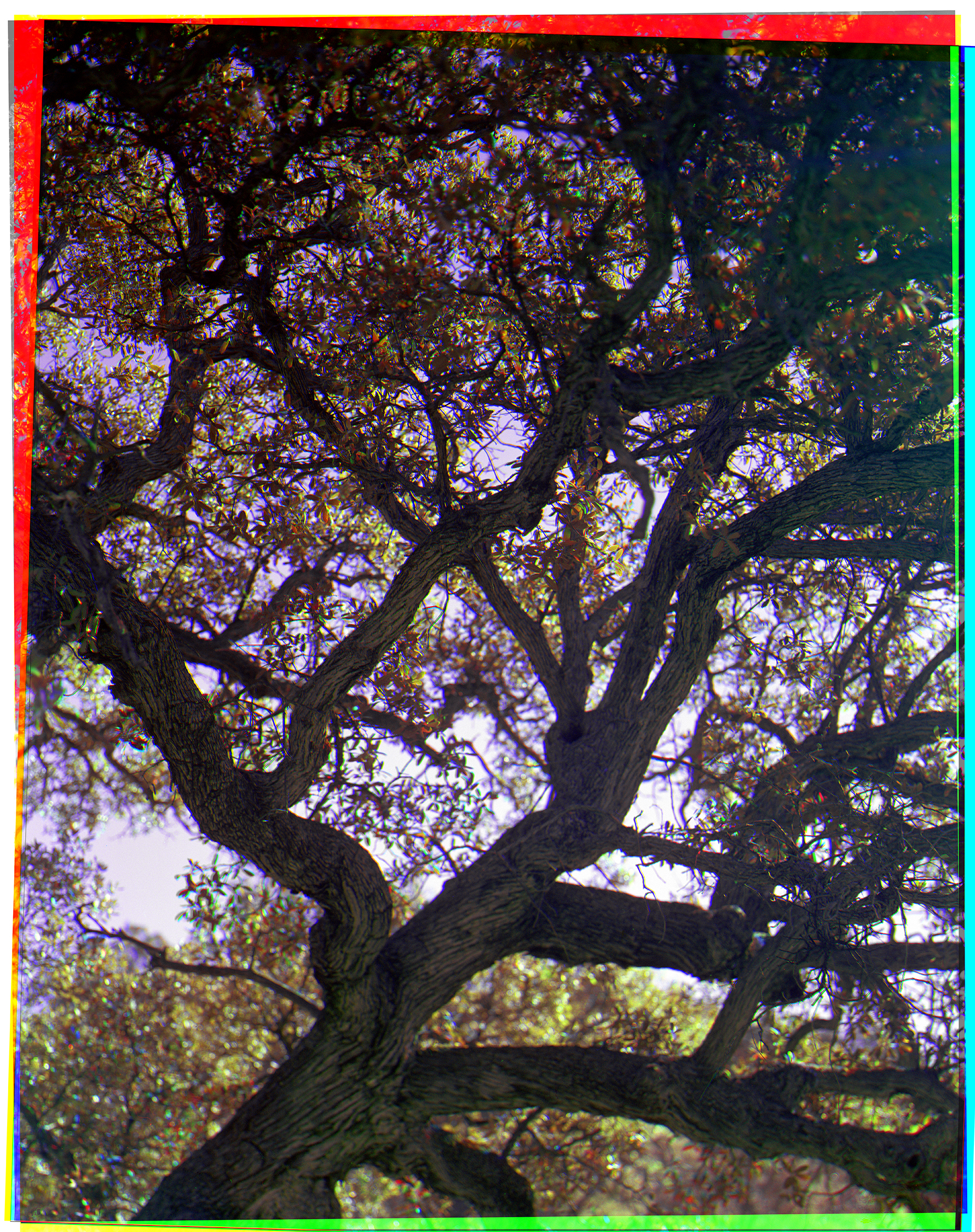 2018_2_TriX_4x5_Combined Tree.jpg