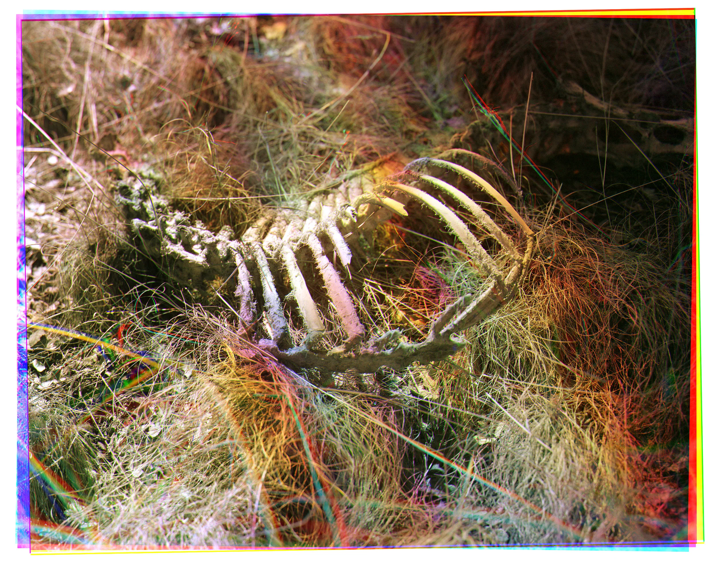 3_2018_4x5_TriX_Bones Combined.jpg