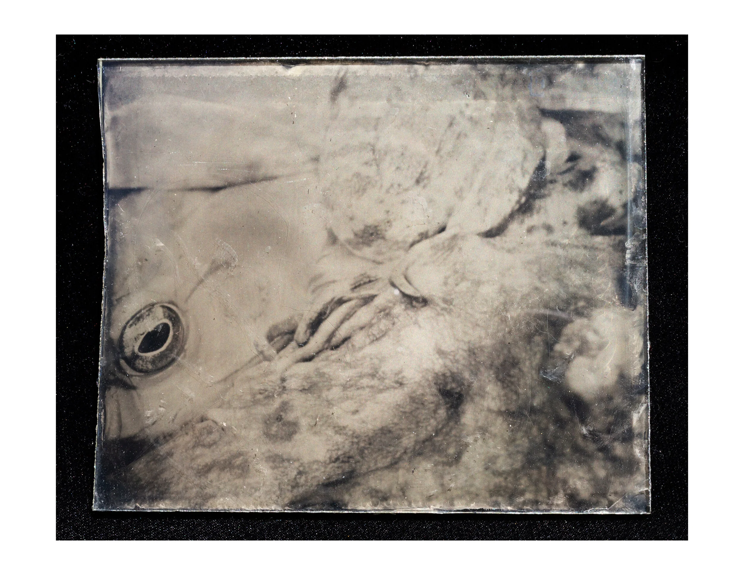 Lithobates catesbeianus I, 2020